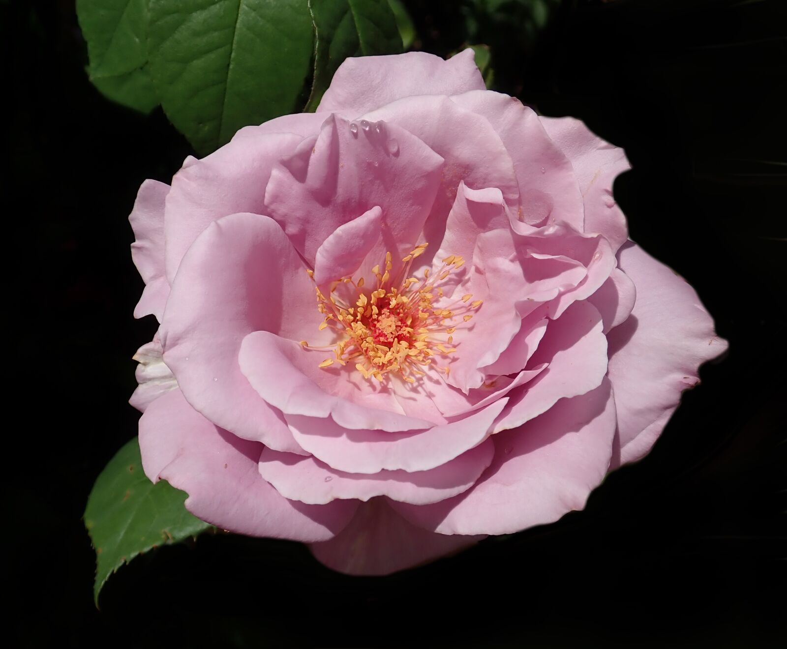 Olympus TG-5 sample photo. Flower, rose, mauve photography