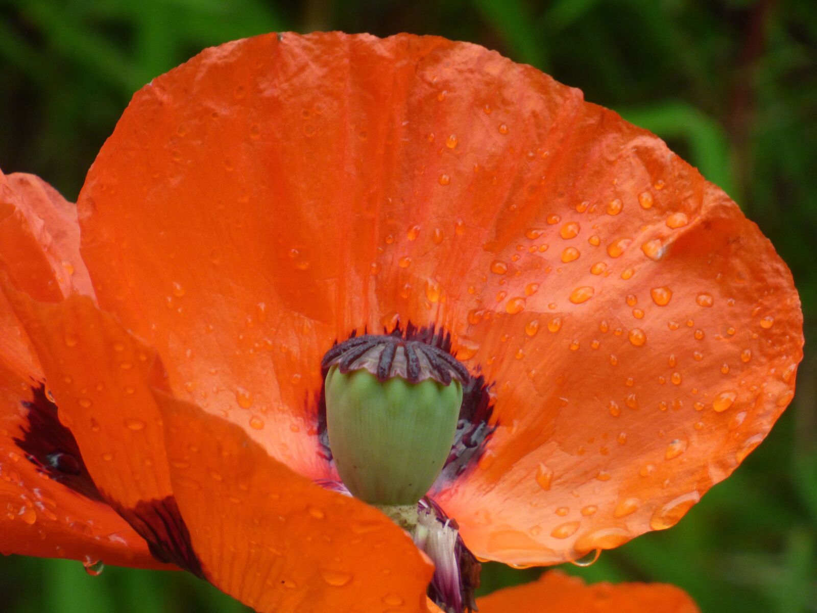 Panasonic DMC-FZ72 sample photo. Poppy, flower, light photography