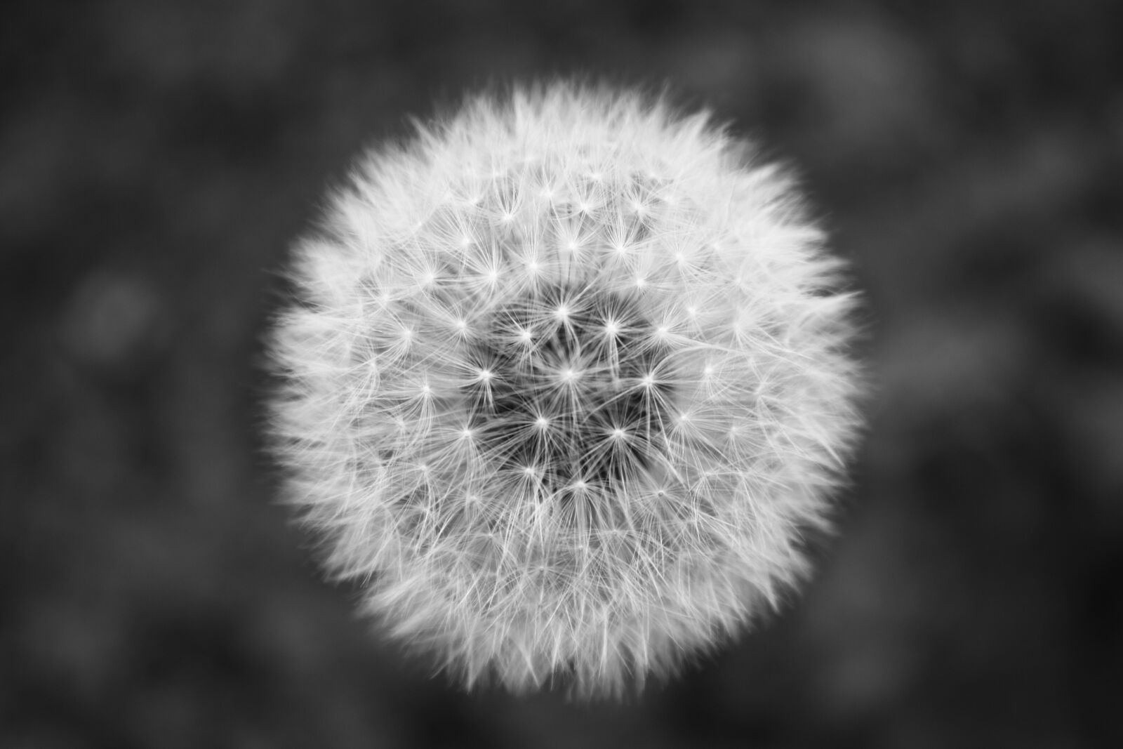 Canon EOS 450D (EOS Rebel XSi / EOS Kiss X2) sample photo. Black, and, white, flower photography