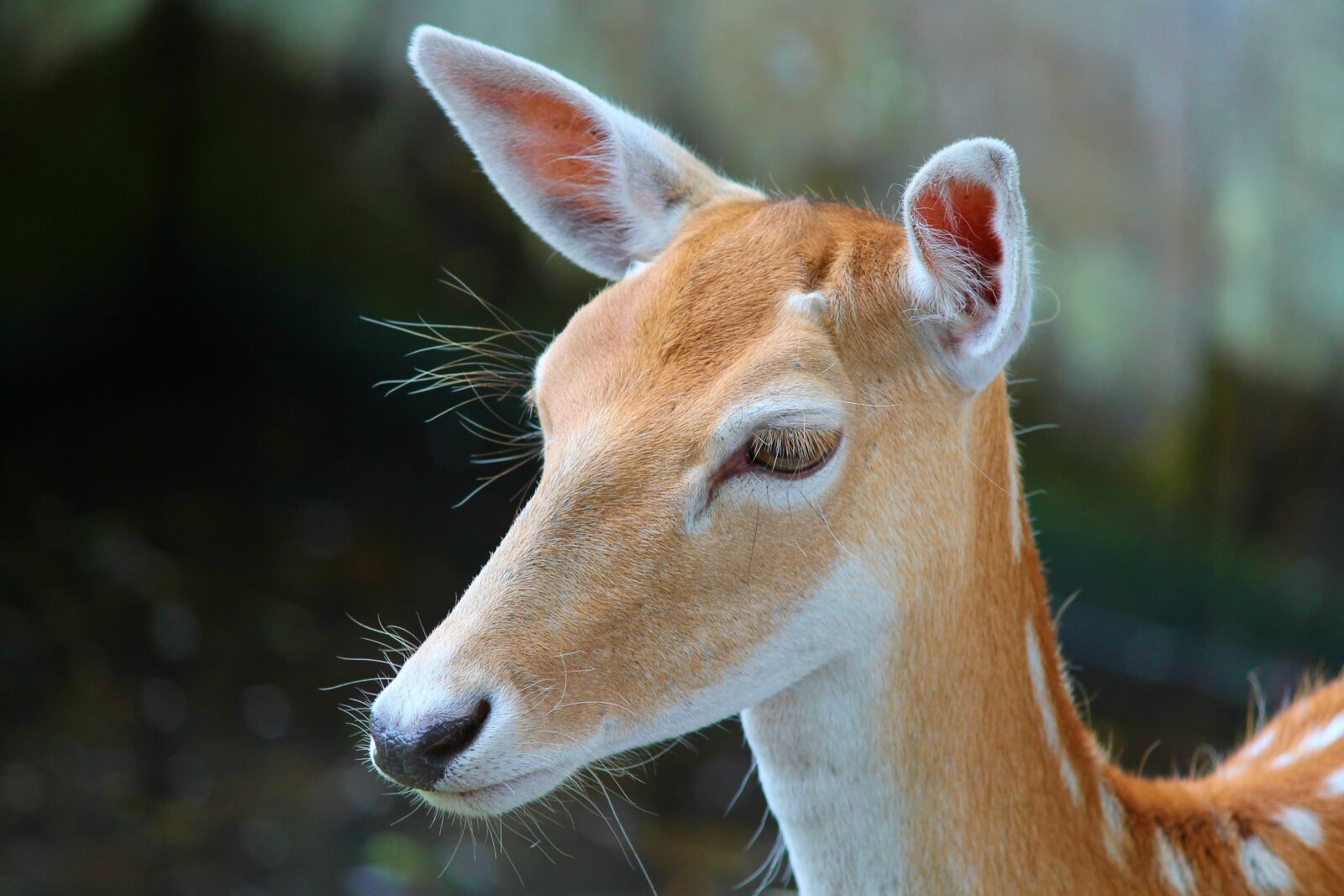 Canon EOS 1100D (EOS Rebel T3 / EOS Kiss X50) sample photo. Sika, hirsch, sika deer photography