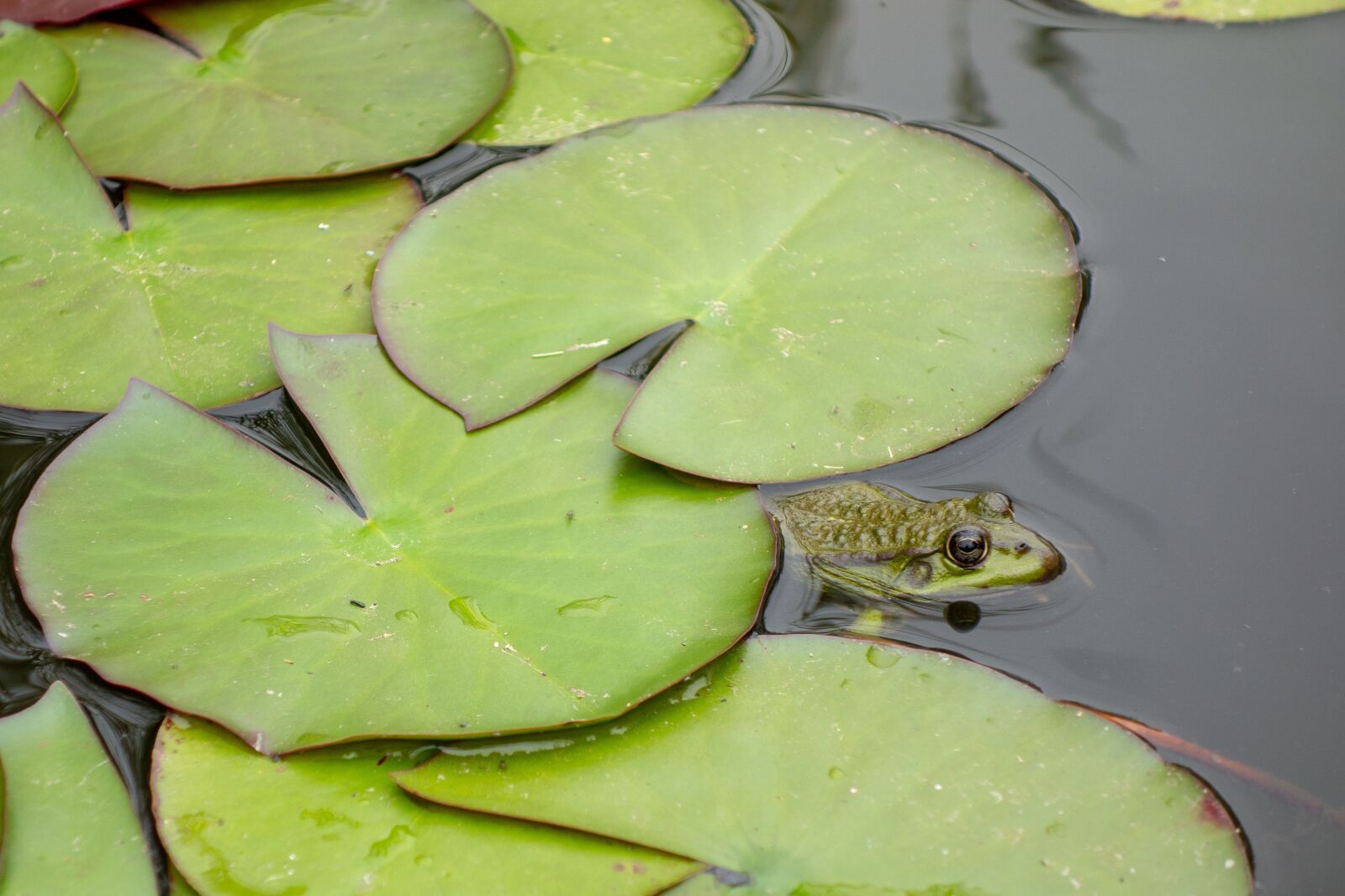 Sony Cyber-shot DSC-RX100 sample photo. Frog, gerardo, mare photography