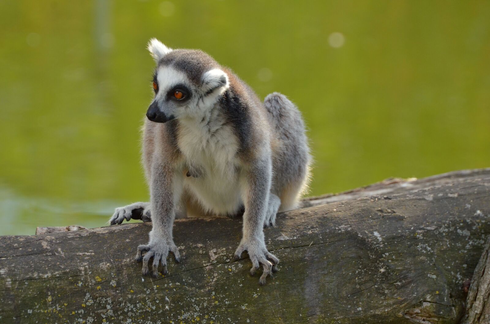 Nikon D7000 sample photo. Ring tailed lemur, zoo photography