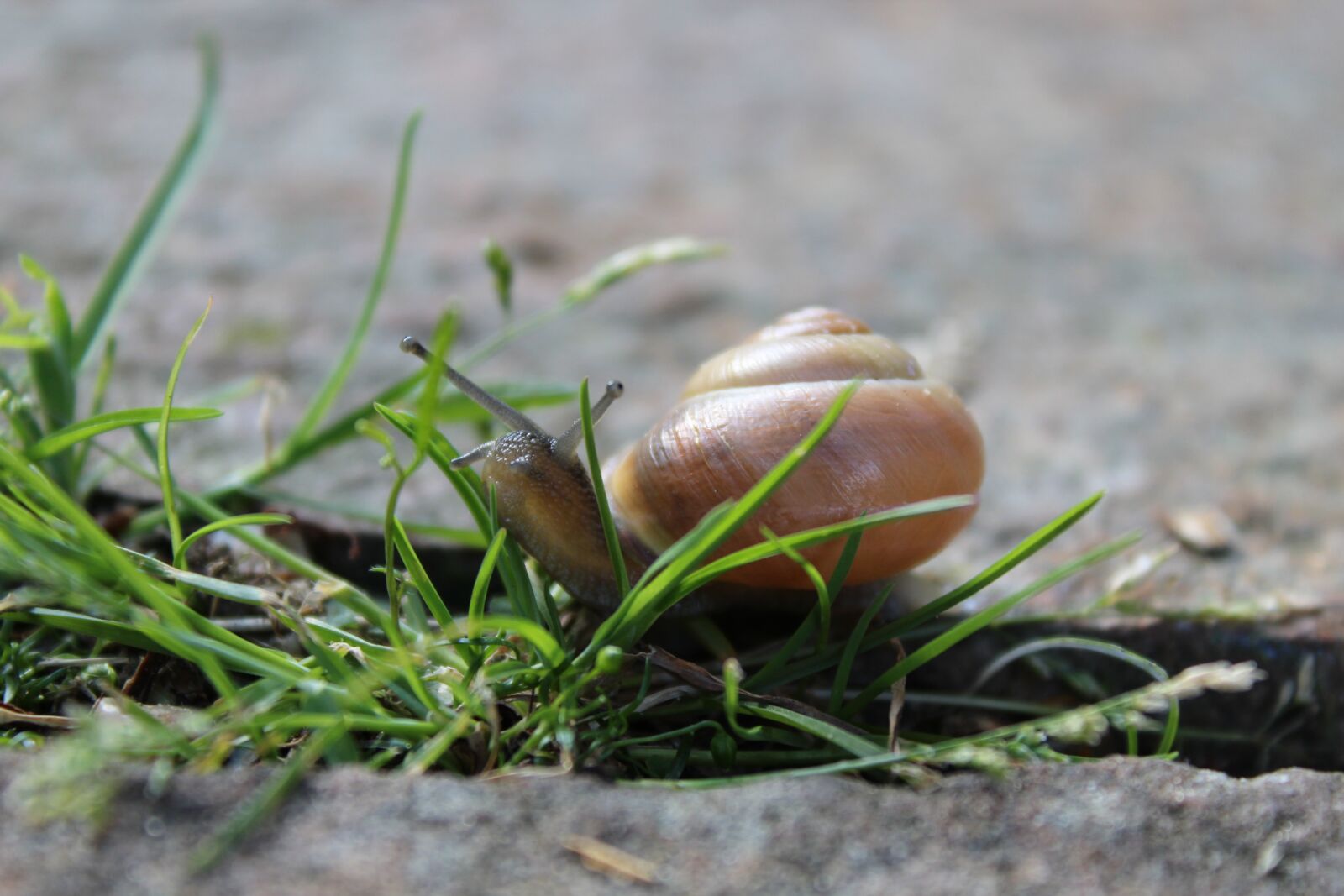 Canon EOS 1200D (EOS Rebel T5 / EOS Kiss X70 / EOS Hi) sample photo. Snail, animal, reptile photography