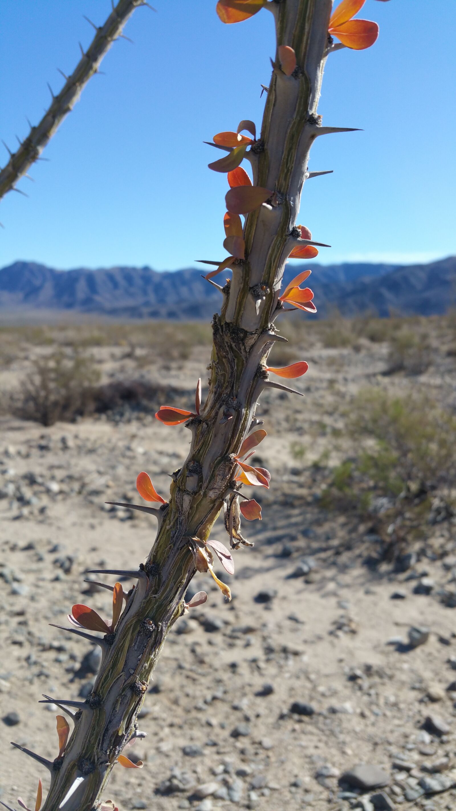 Samsung Galaxy Note4 sample photo. Cactus, close, up, nature photography