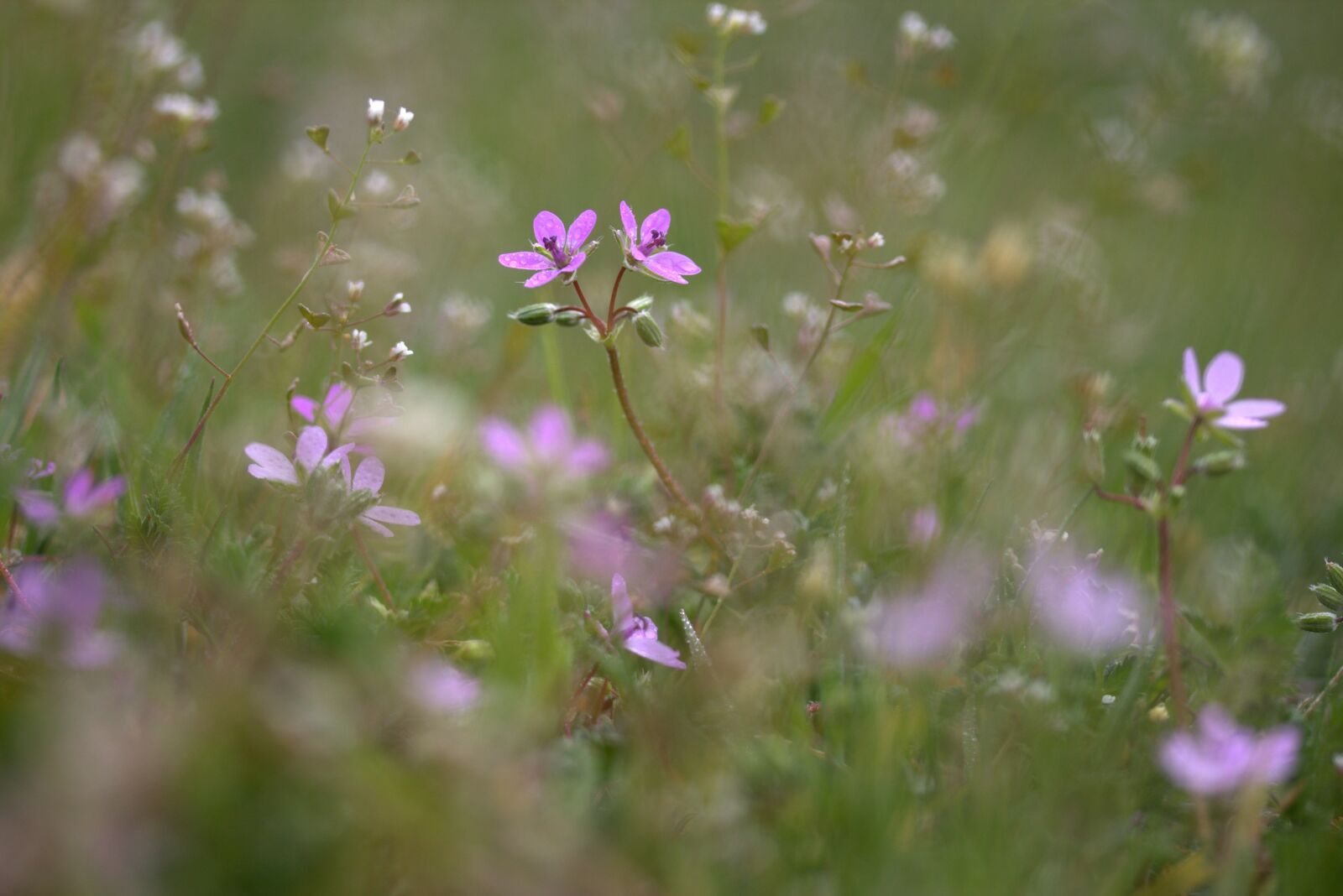 Canon EF-S 60mm F2.8 Macro USM sample photo. Flower, camp, violet photography