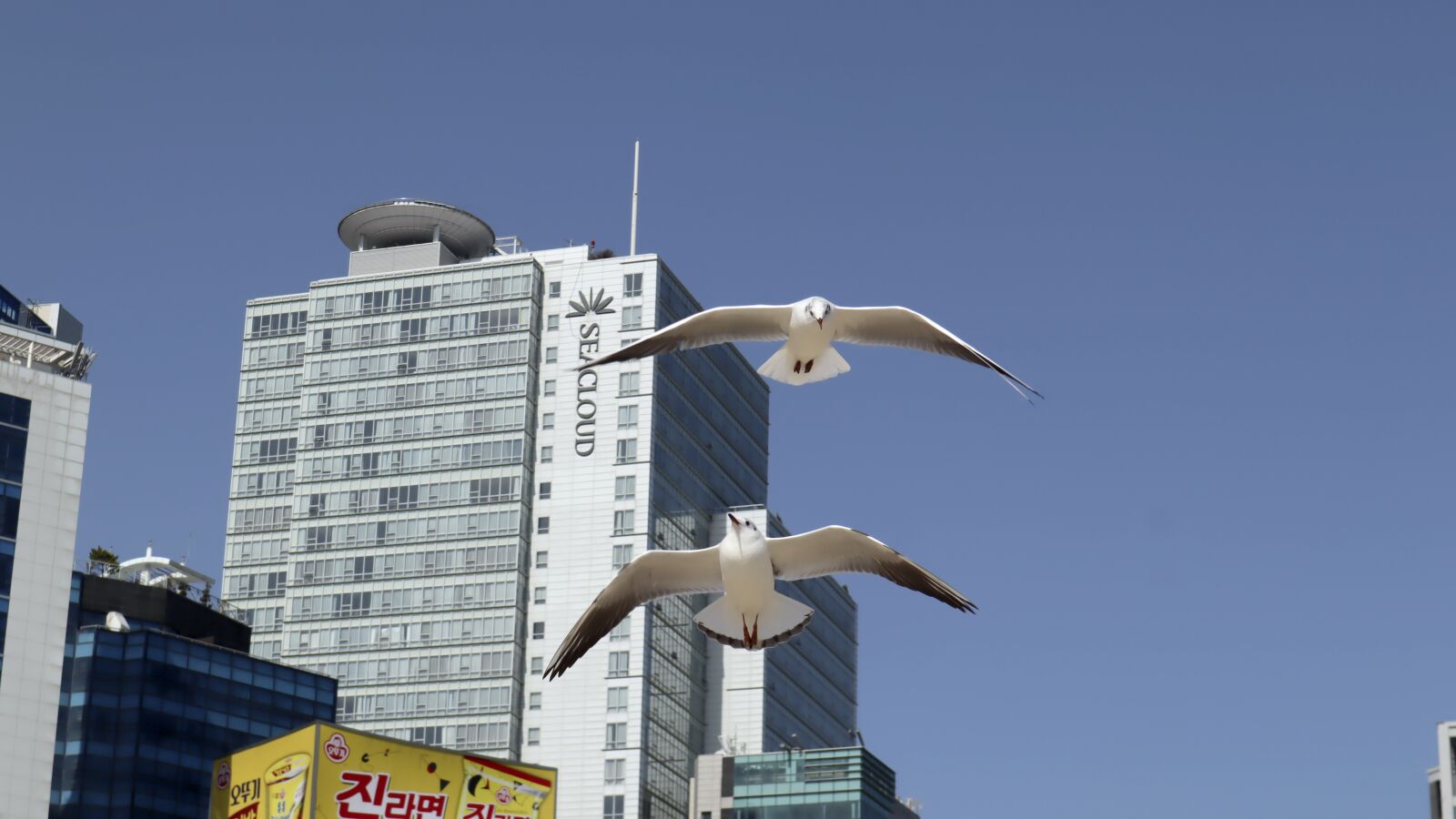 Canon EOS M50 (EOS Kiss M) sample photo. Seagulls, birds, freedom photography