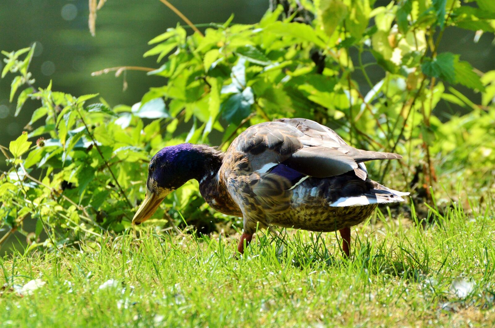 Nikon D3200 sample photo. Ducks, waterfowl, mallard photography