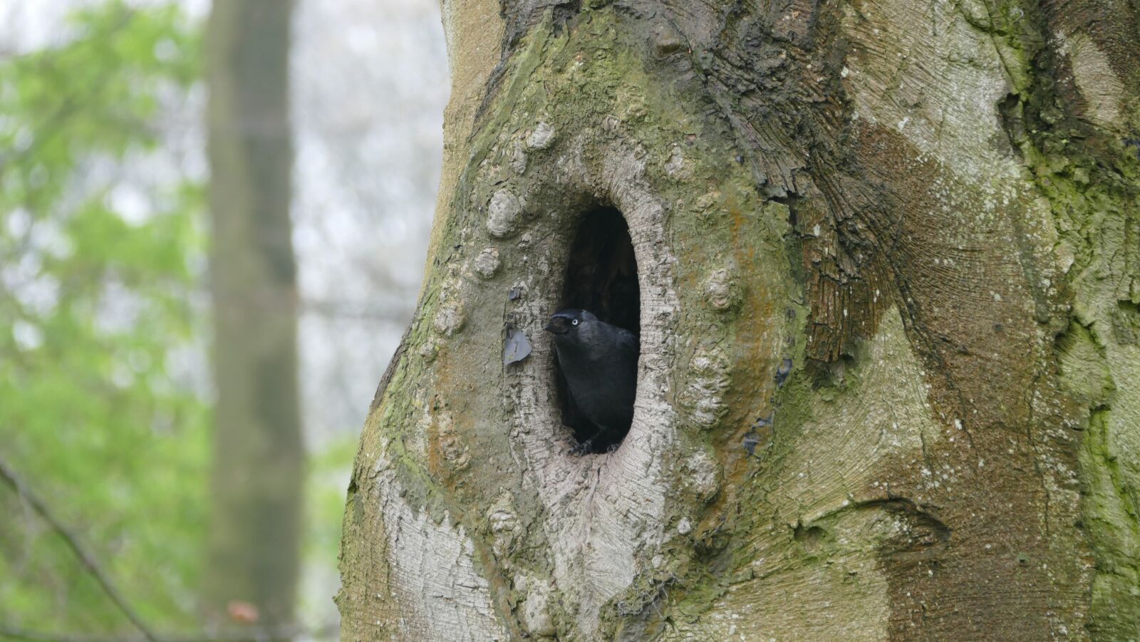 Panasonic Lumix DMC-FZ1000 sample photo. Bird, tree, nature photography