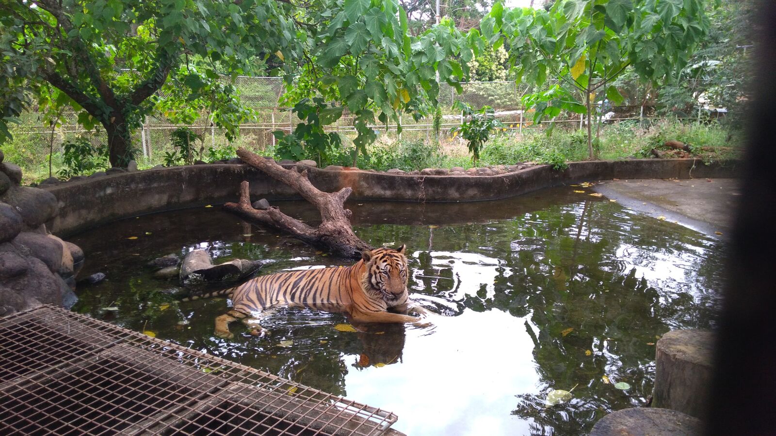 ASUS X00ID sample photo. Tiger, big cat, predator photography