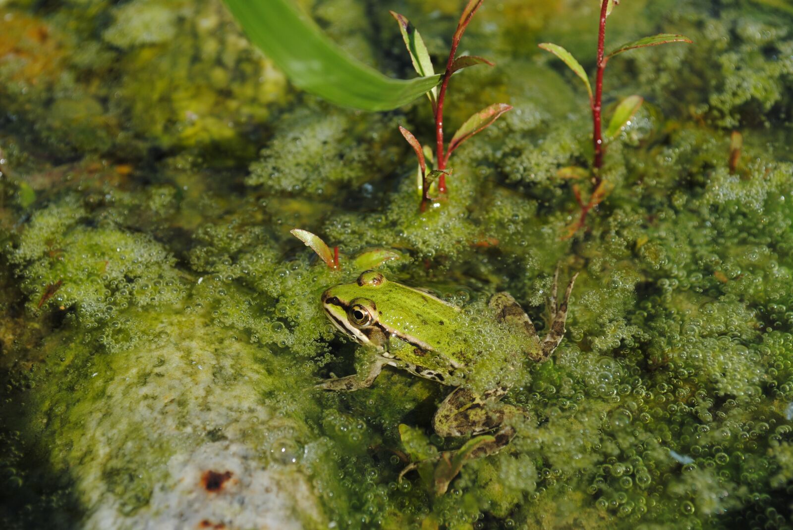 Nikon D3000 sample photo. Frog, green, water photography