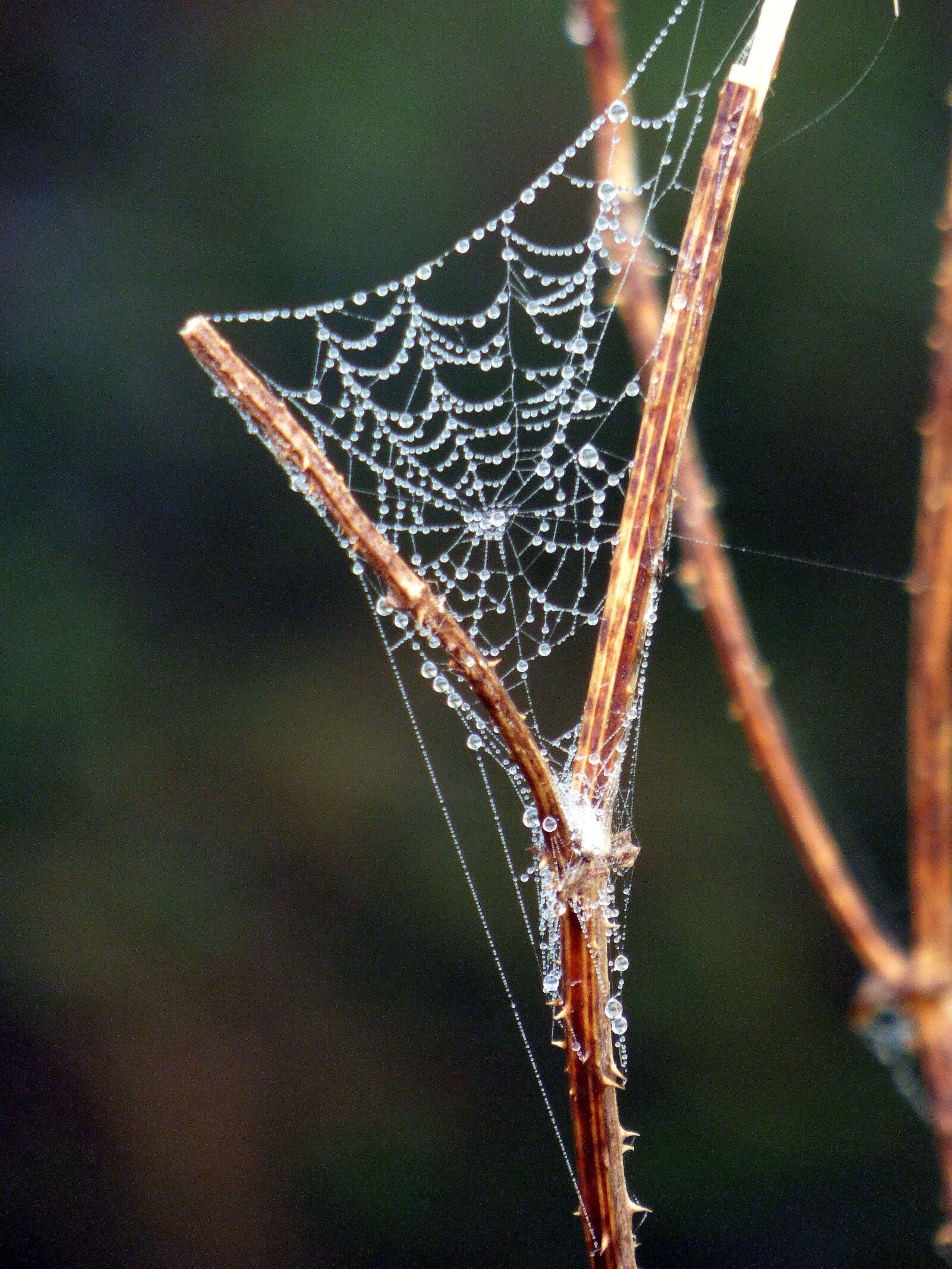 Panasonic DMC-FZ72 sample photo. Spider web, meadow, droplets photography
