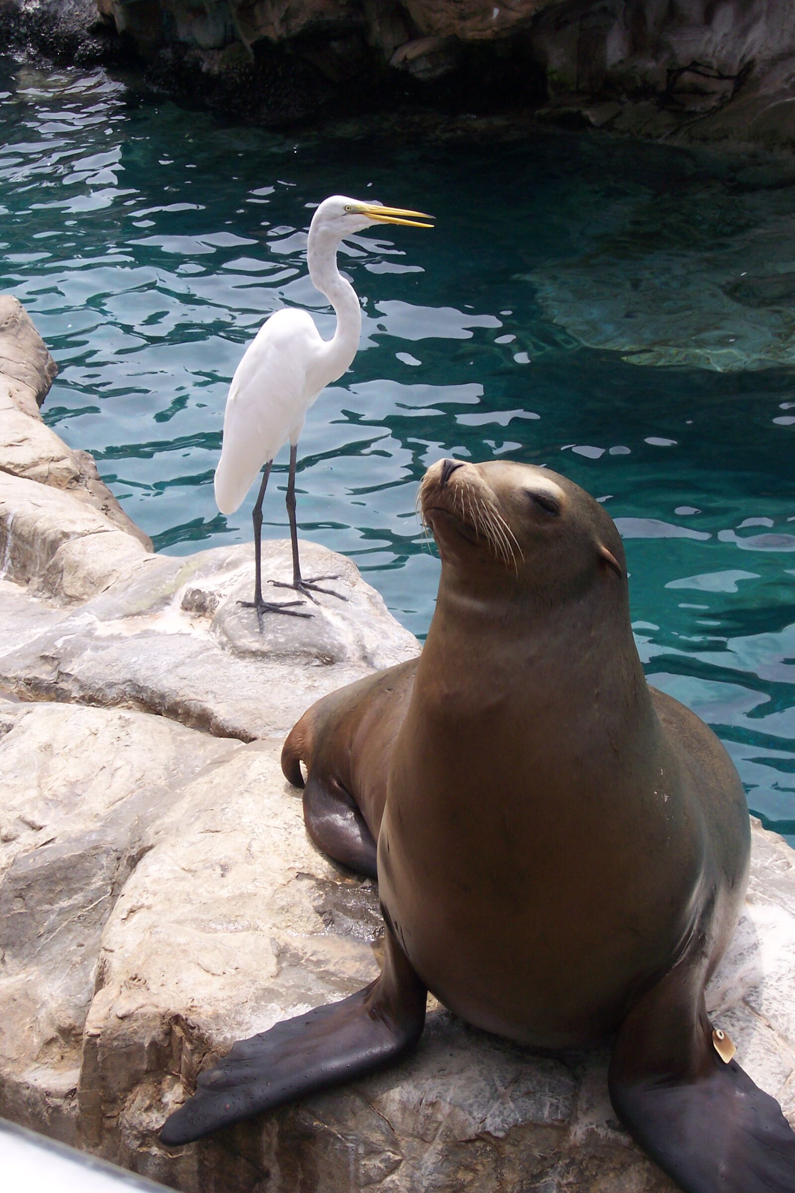 Kodak DX4530 ZOOM DIGITAL CAMERA sample photo. Seal, white, egret photography