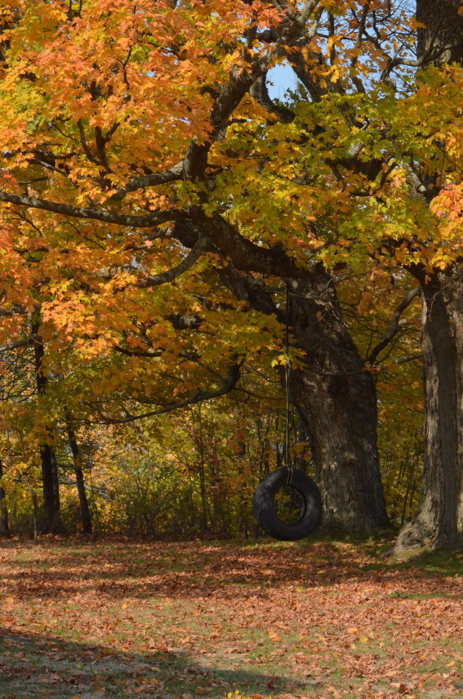 Nikon D5100 sample photo. Vermont, fall, autumn photography