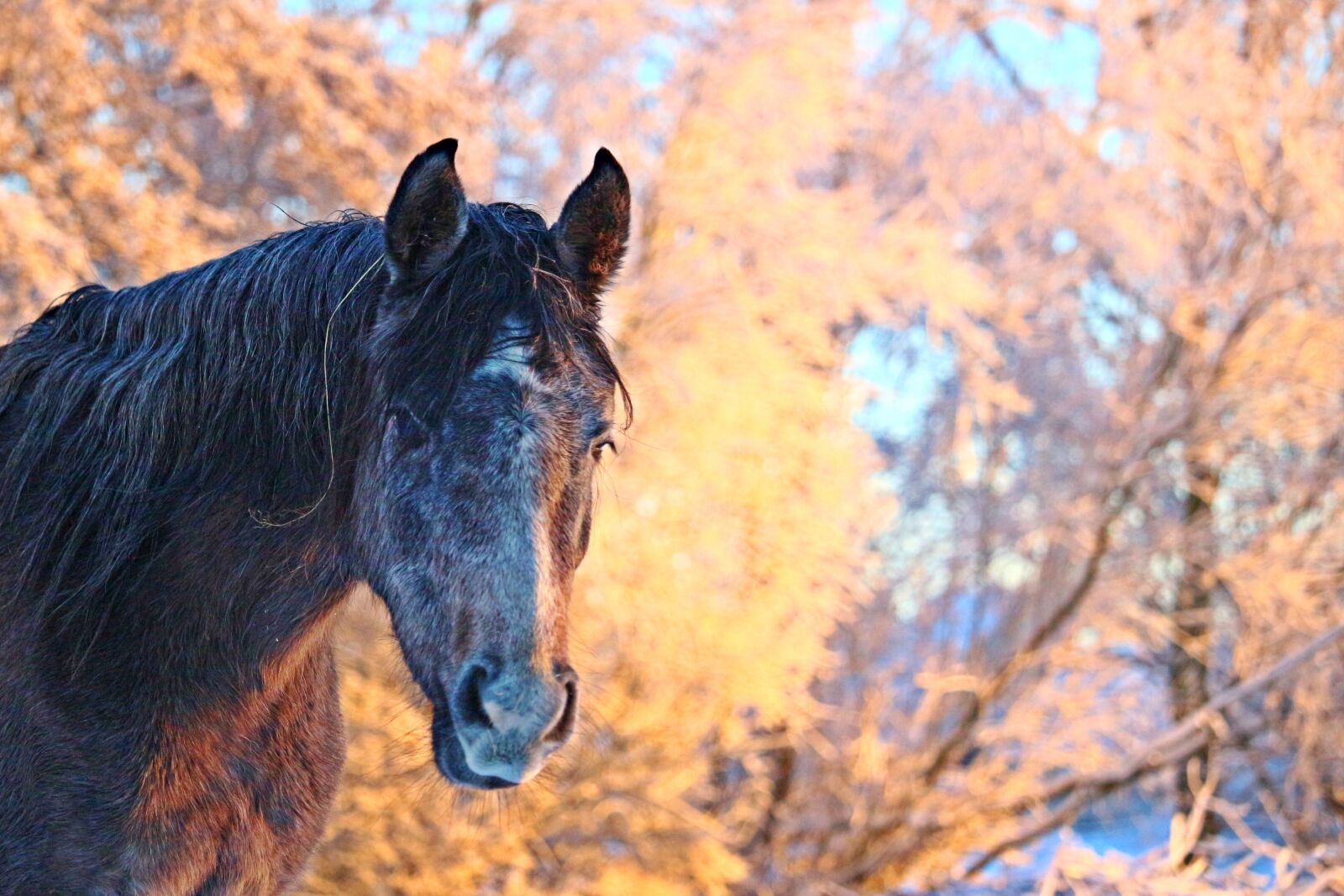 Canon EOS 100D (EOS Rebel SL1 / EOS Kiss X7) sample photo. Winter, horse, snow photography