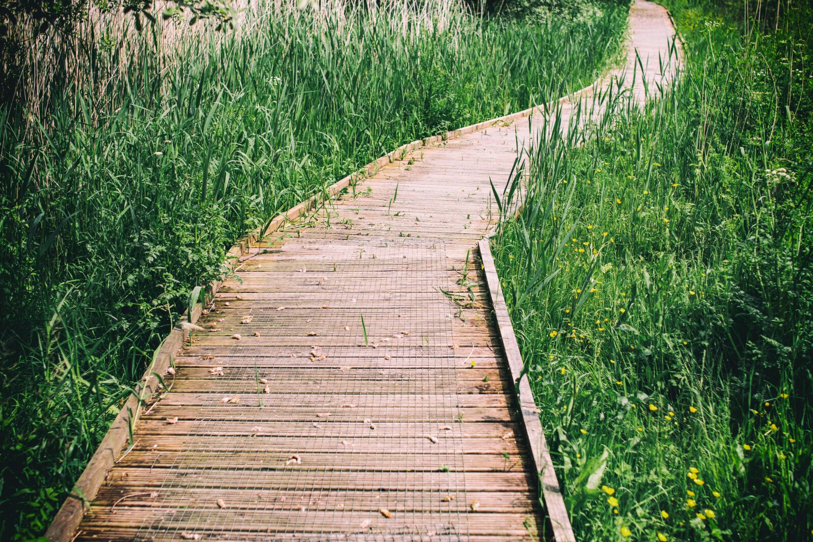 Canon EOS 70D sample photo. Path, vanishing, nature photography