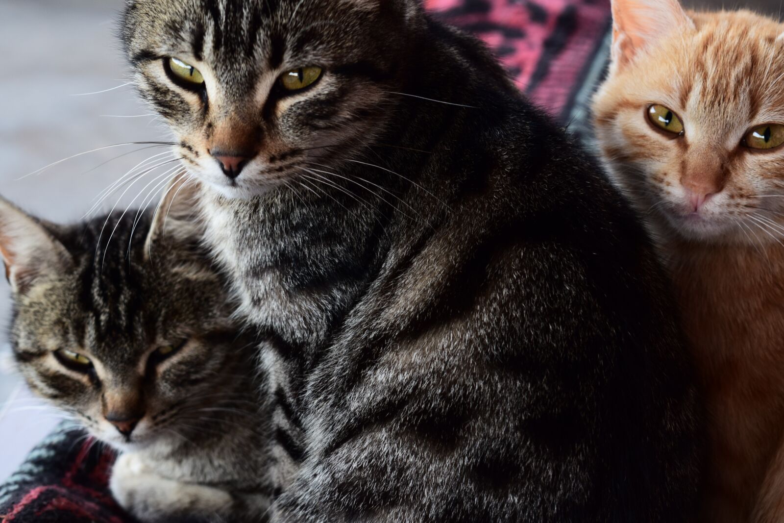 Nikon D3300 sample photo. Cats, black cat, yellow photography