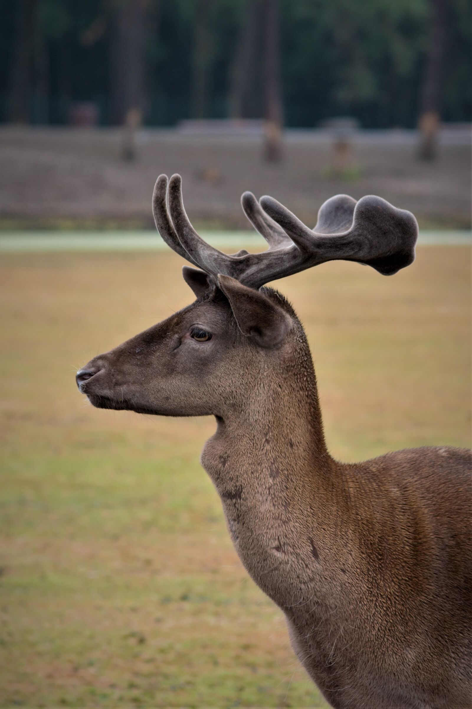 Nikon D5200 sample photo. Hirsch, antler, animal photography