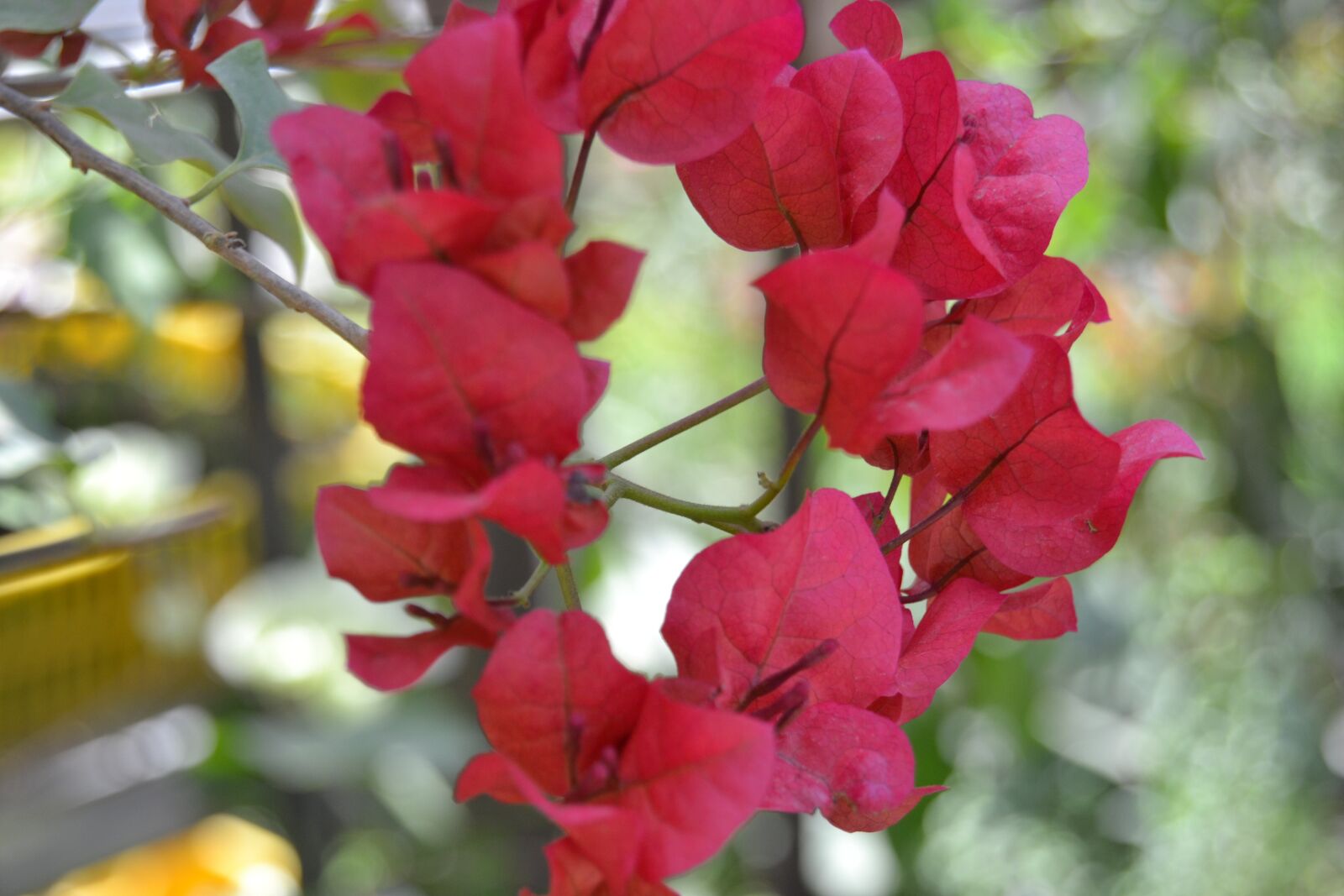 Nikon D3100 sample photo. Plant, n, nature photography