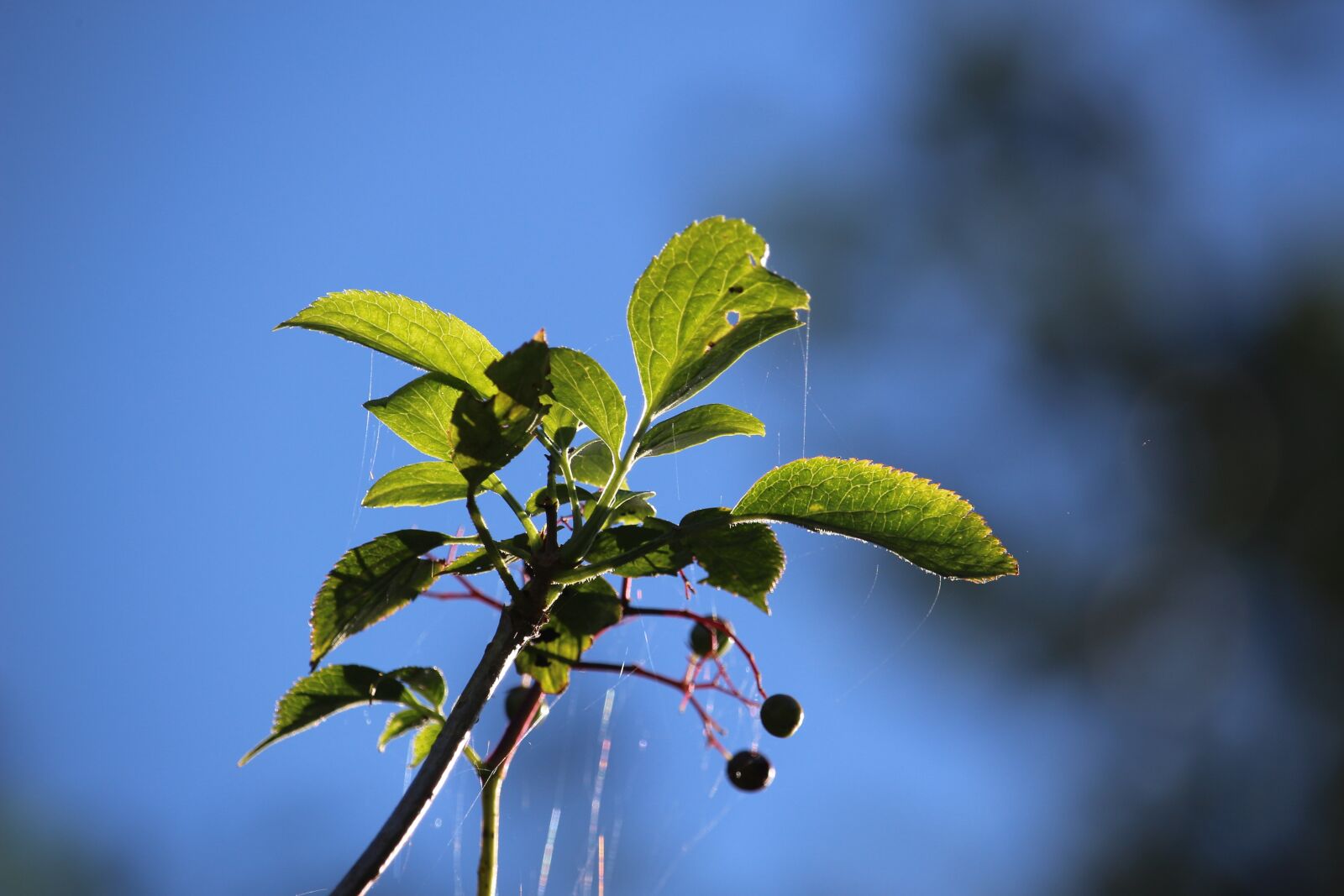 Canon EOS 100D (EOS Rebel SL1 / EOS Kiss X7) sample photo. Autumn, elder, berries photography