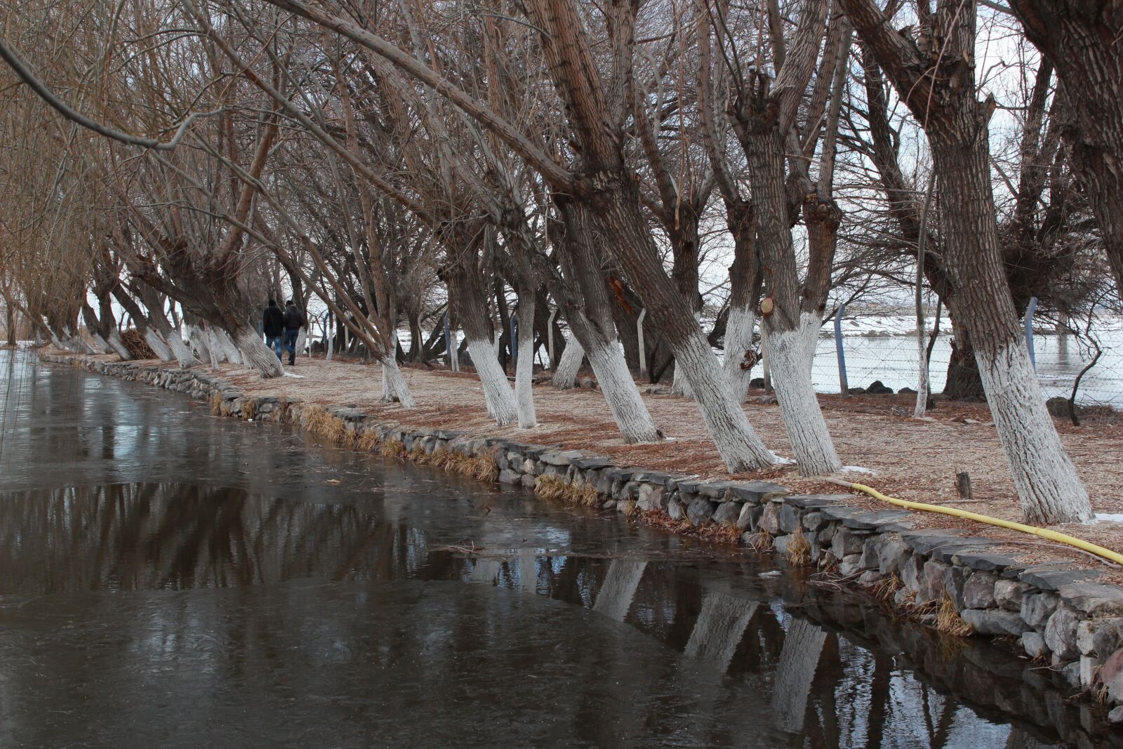 Canon EOS 650D (EOS Rebel T4i / EOS Kiss X6i) sample photo. Tree, reflection, forest photography