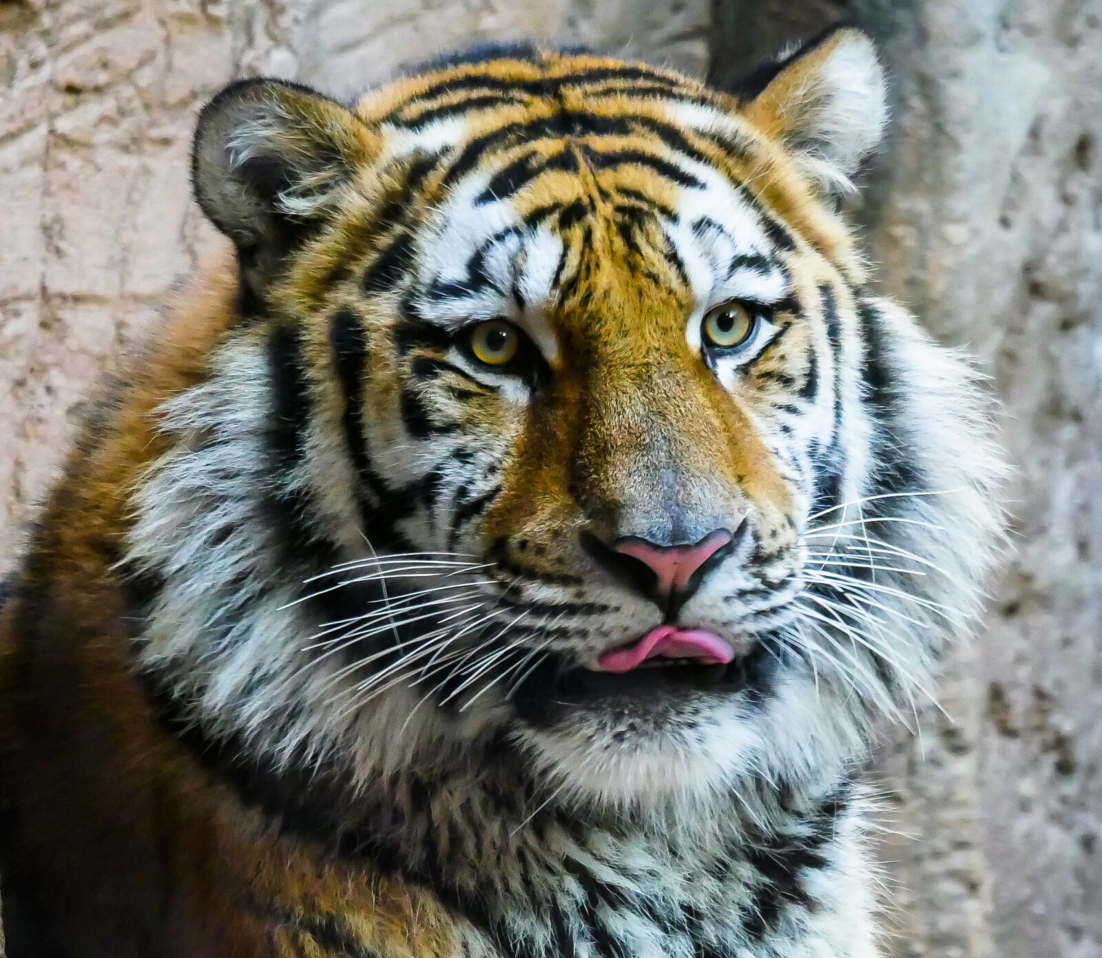 Panasonic DMC-G70 sample photo. Animal, tiger, predator photography