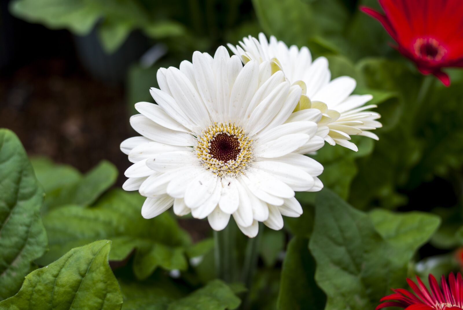 Nikon D60 sample photo. G rbela white, flower photography