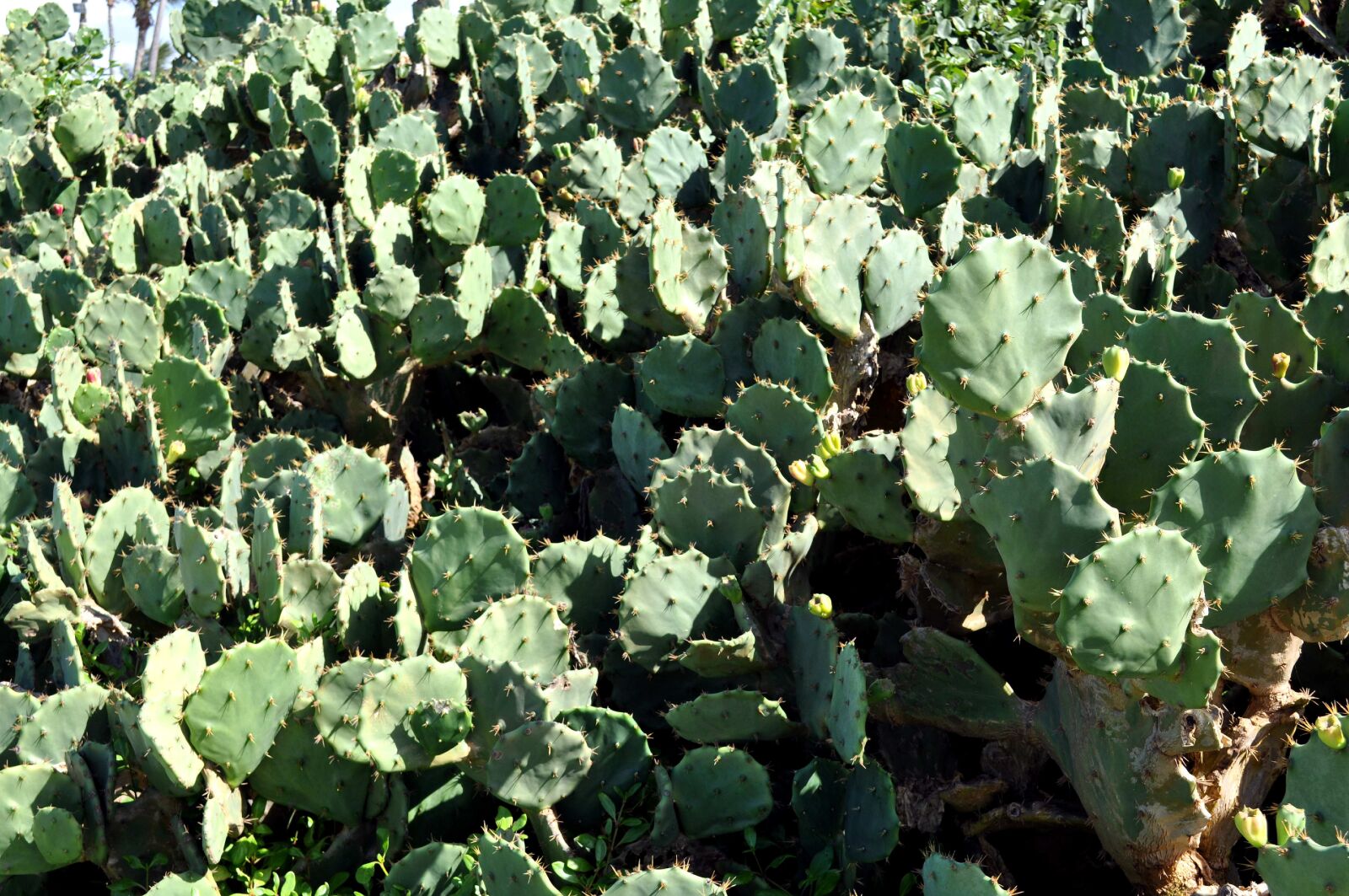 Nikon D5000 sample photo. Cactus, field, desert photography