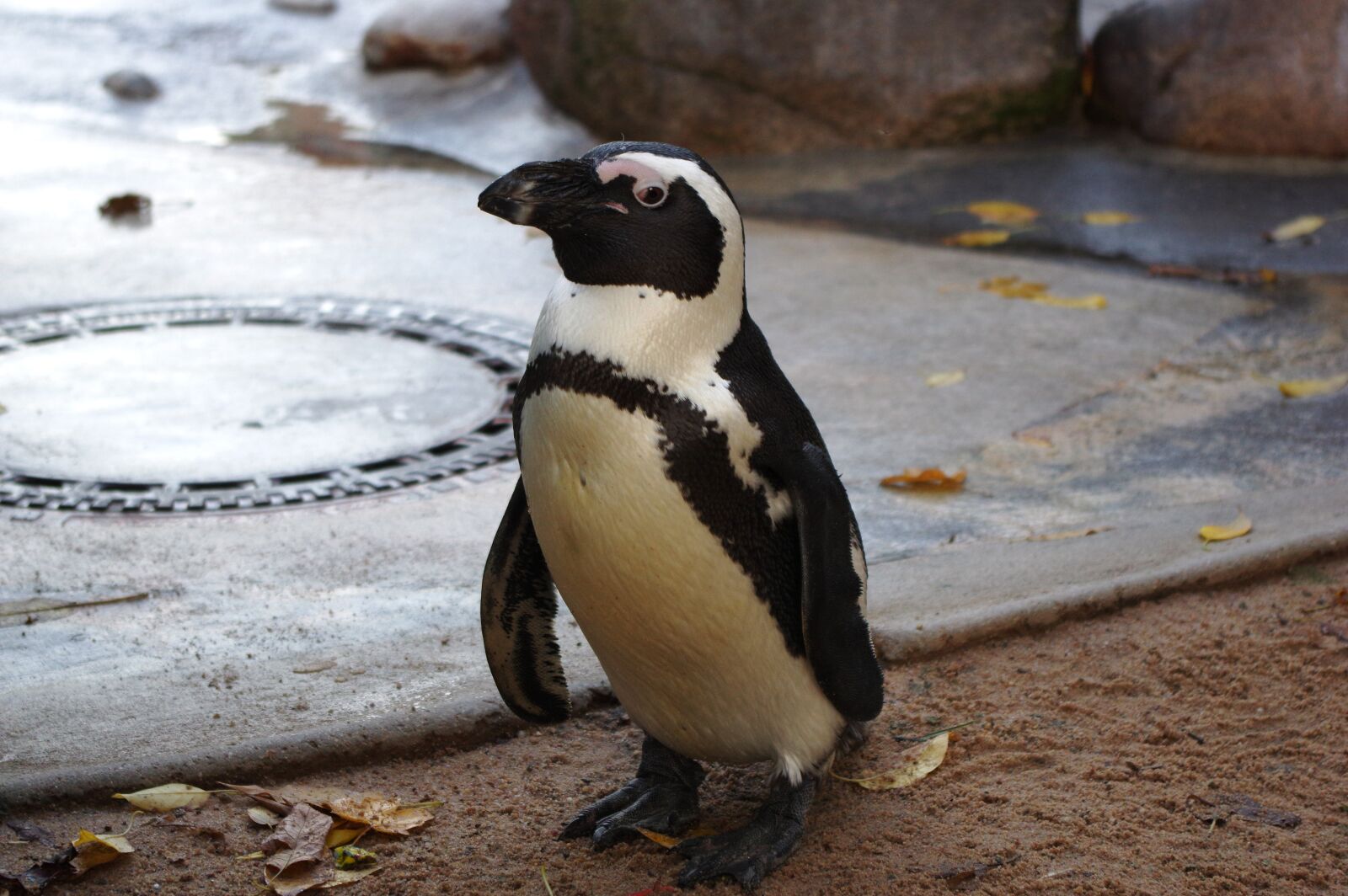 Pentax K-3 sample photo. Penguin, zoo, bird photography