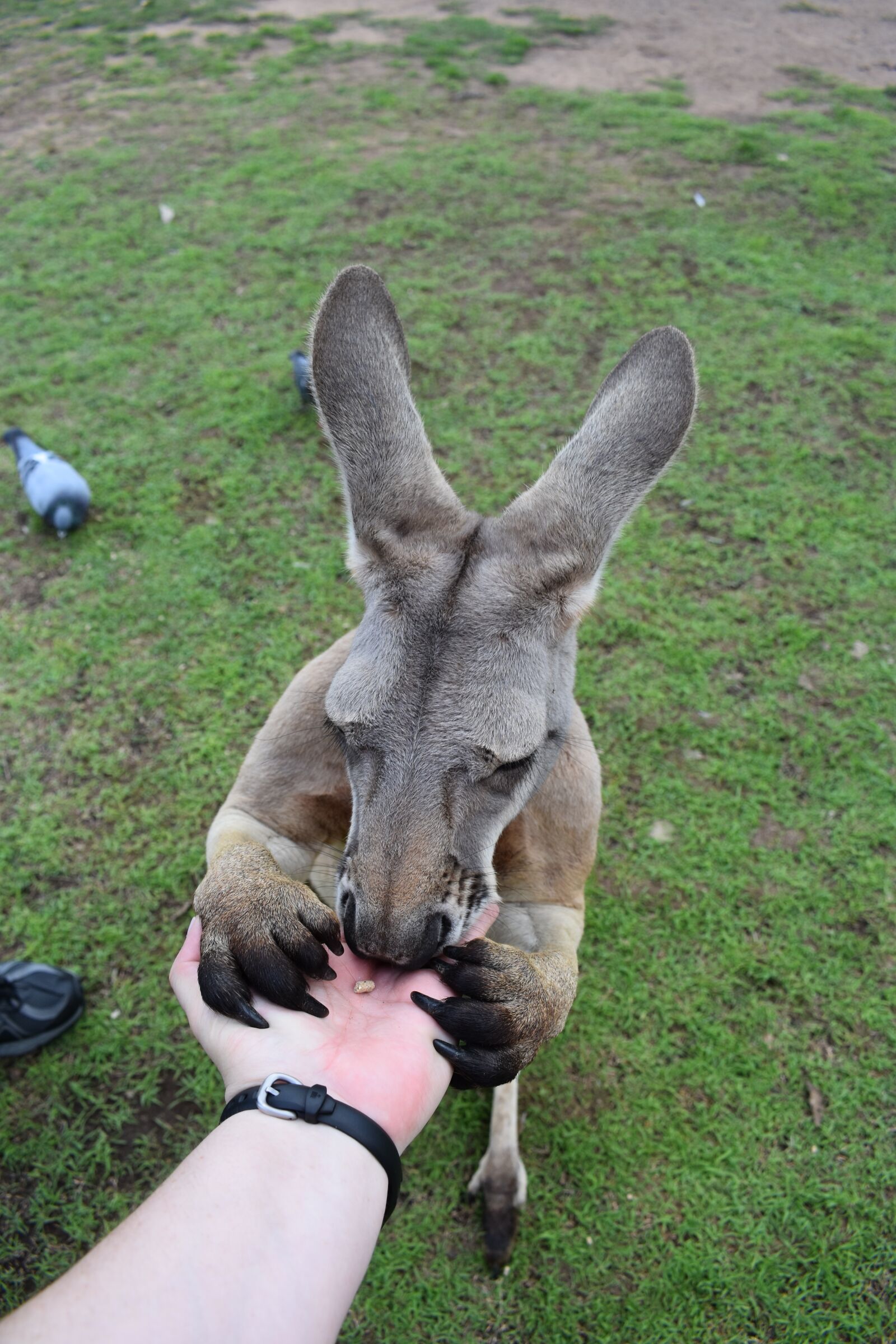 Nikon D3400 sample photo. Kangaroo, brisbane, australia photography