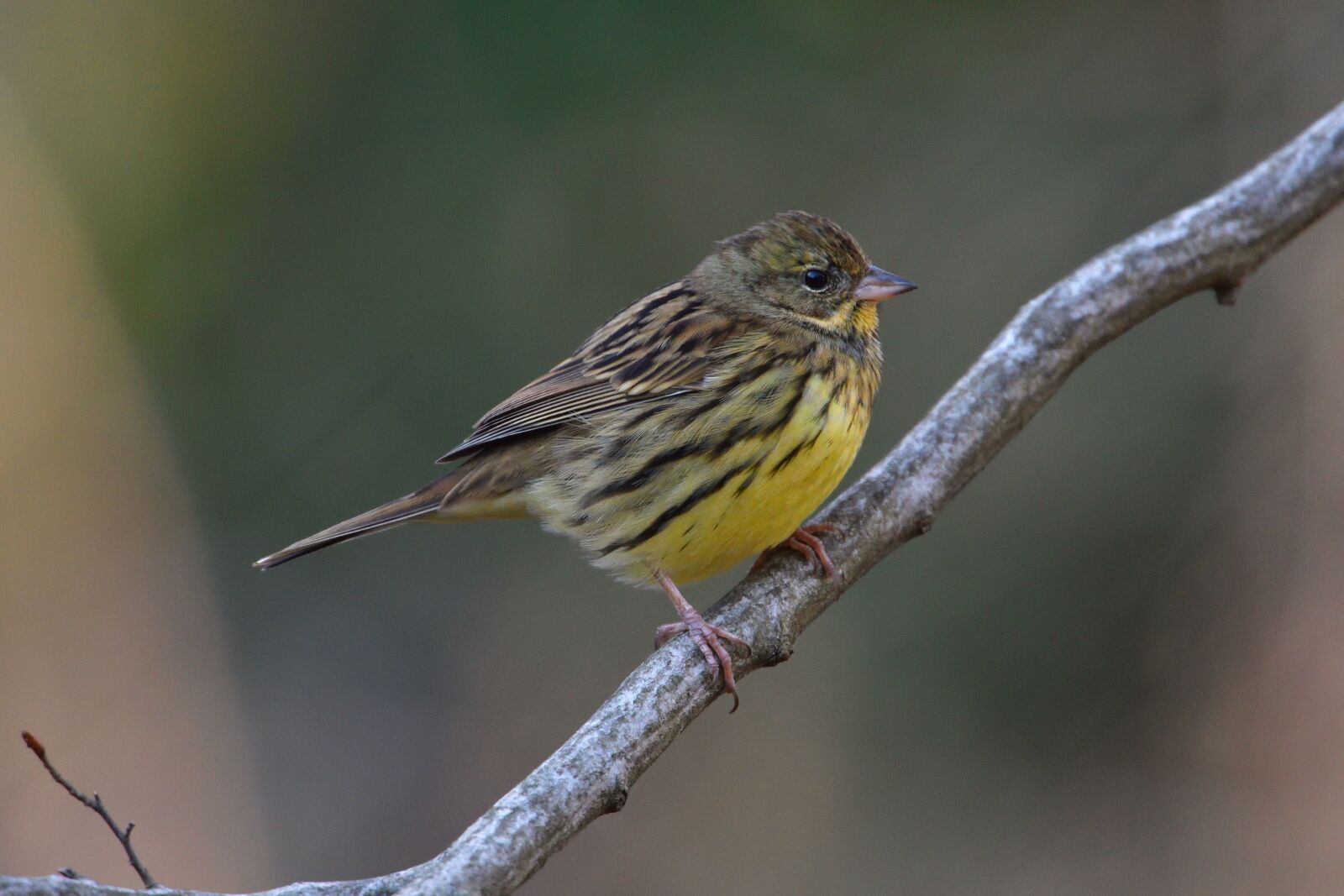 Nikon D500 sample photo. Bird, natural, wild animals photography