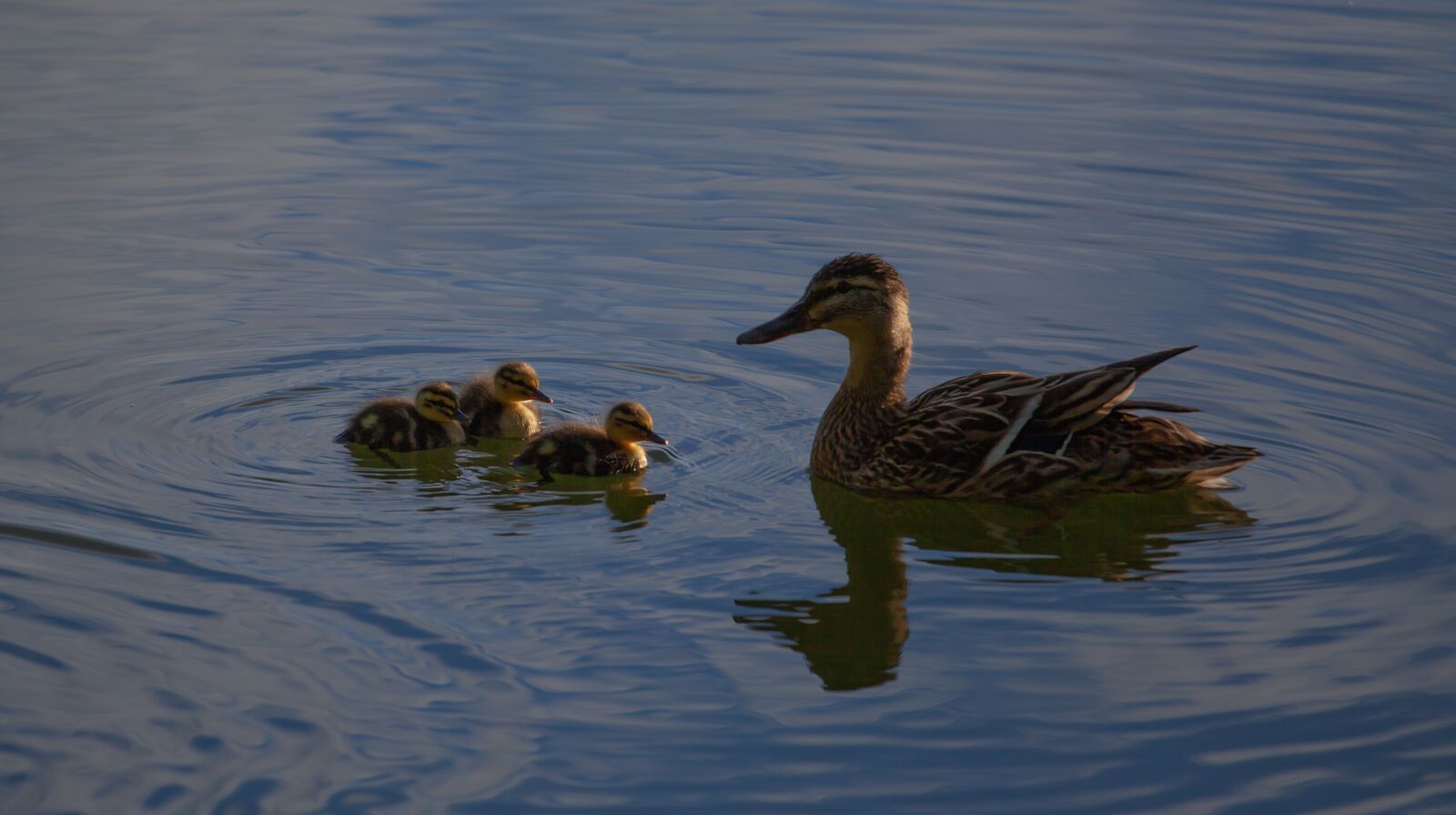 Canon EF 70-200mm F4L USM sample photo. Ducklings, duck, mallard photography