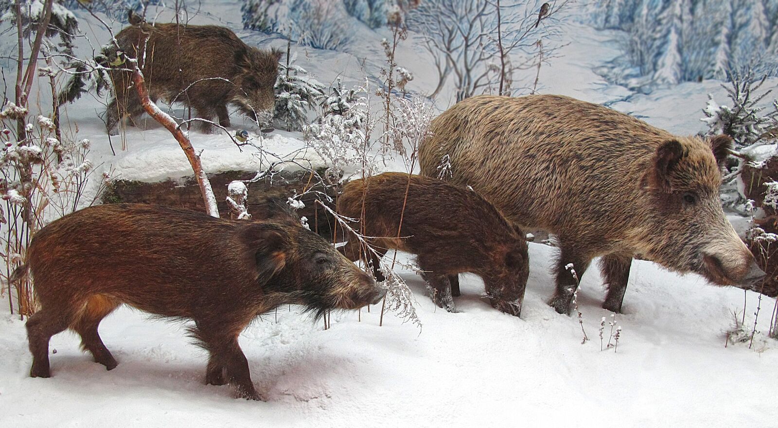 Canon PowerShot G12 sample photo. Wild boars, rotte, winter photography