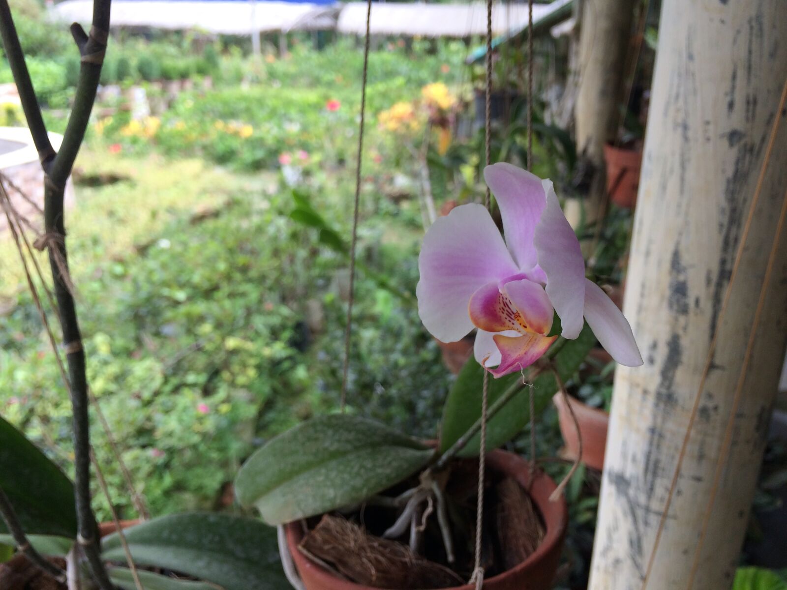 Apple iPhone 5s sample photo. Orchid photography