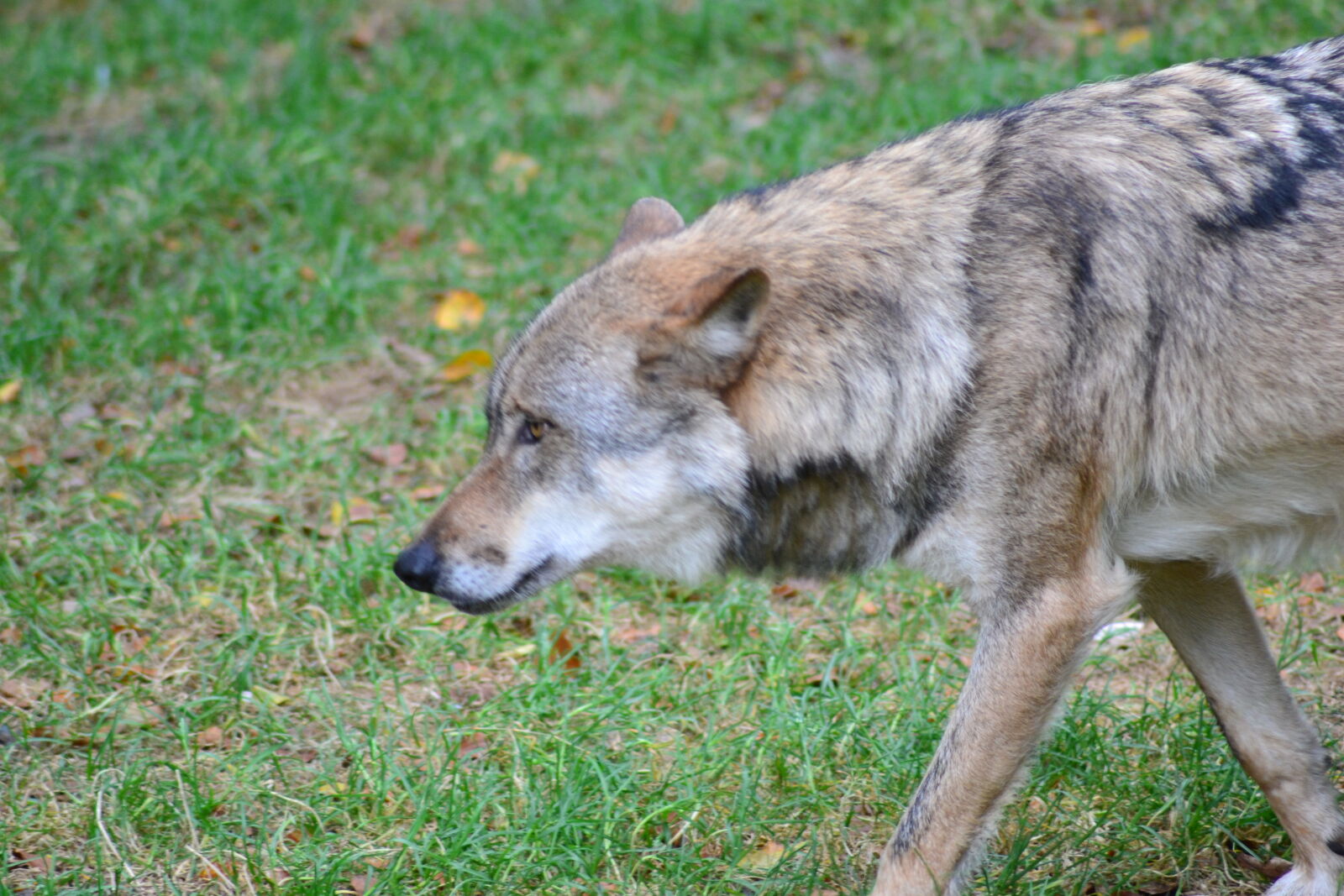 Nikon D3100 sample photo. Animal, animal, park, herd photography