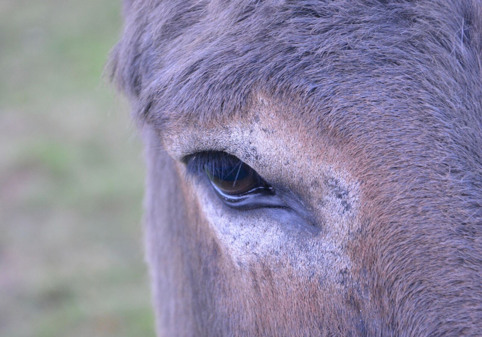 Nikon D5200 sample photo. Horse, eye, brown horse photography
