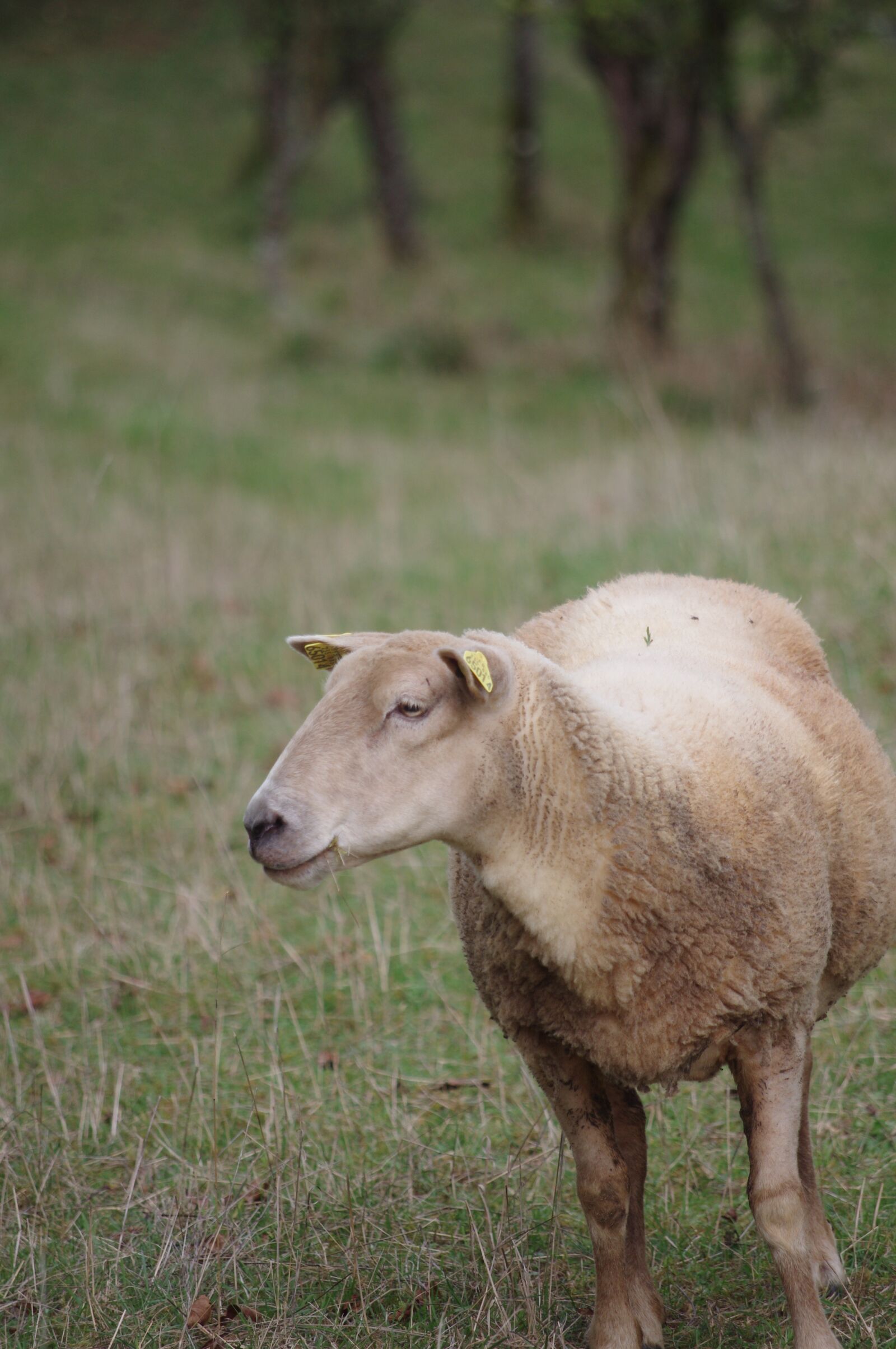 Pentax K-r sample photo. Sheep, field, fields photography