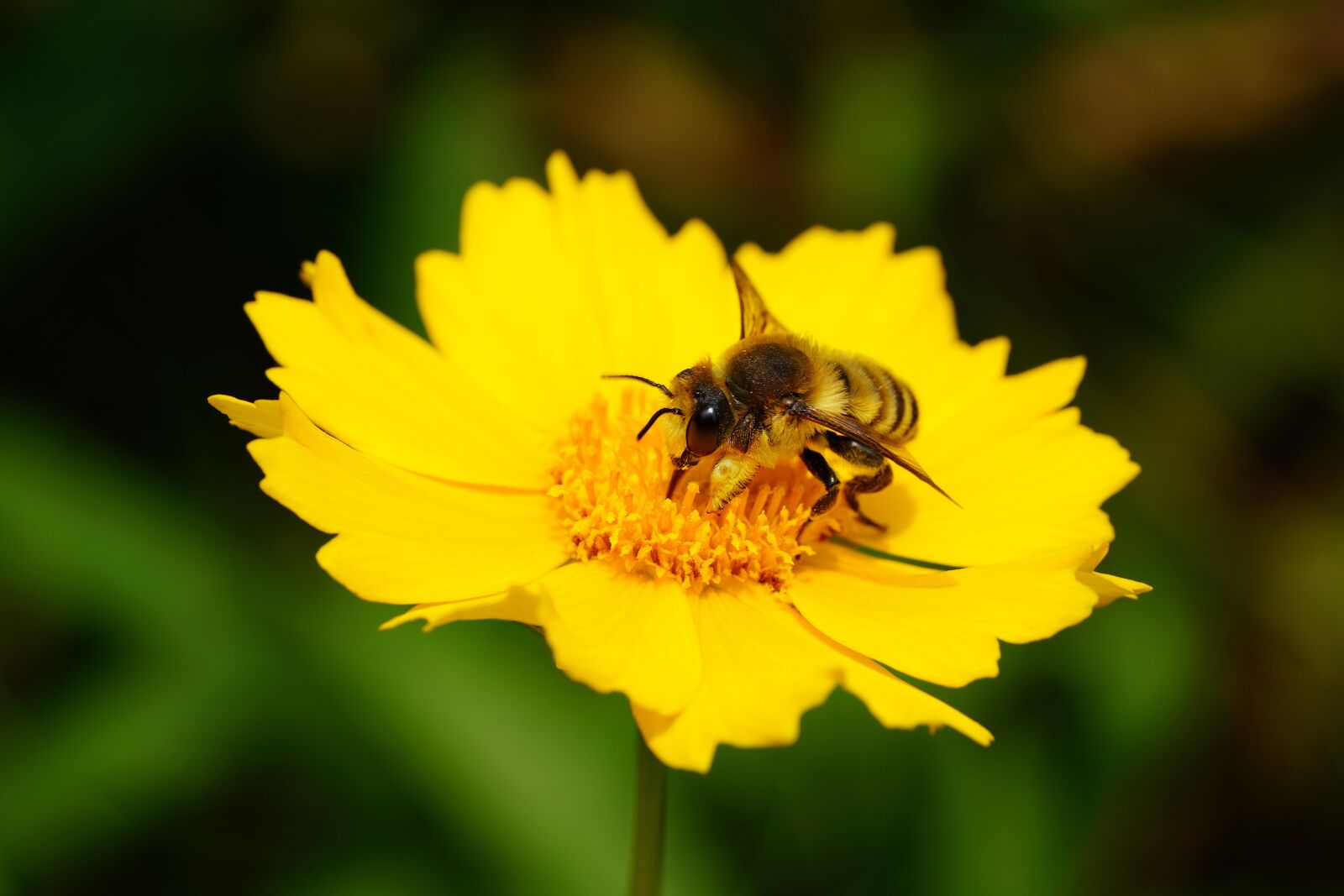 Sony a7R III + Sony FE 90mm F2.8 Macro G OSS sample photo. Bee, flower, insects photography