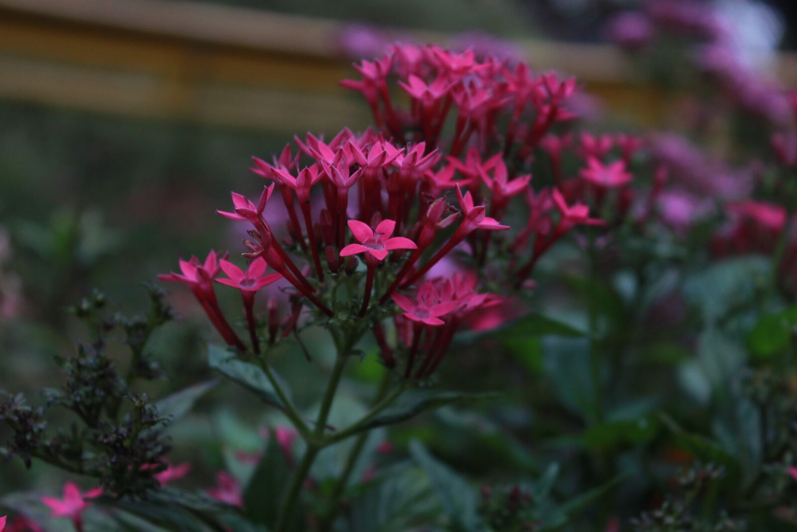 Canon EOS 600D (Rebel EOS T3i / EOS Kiss X5) sample photo. Flowers, pink, nature photography