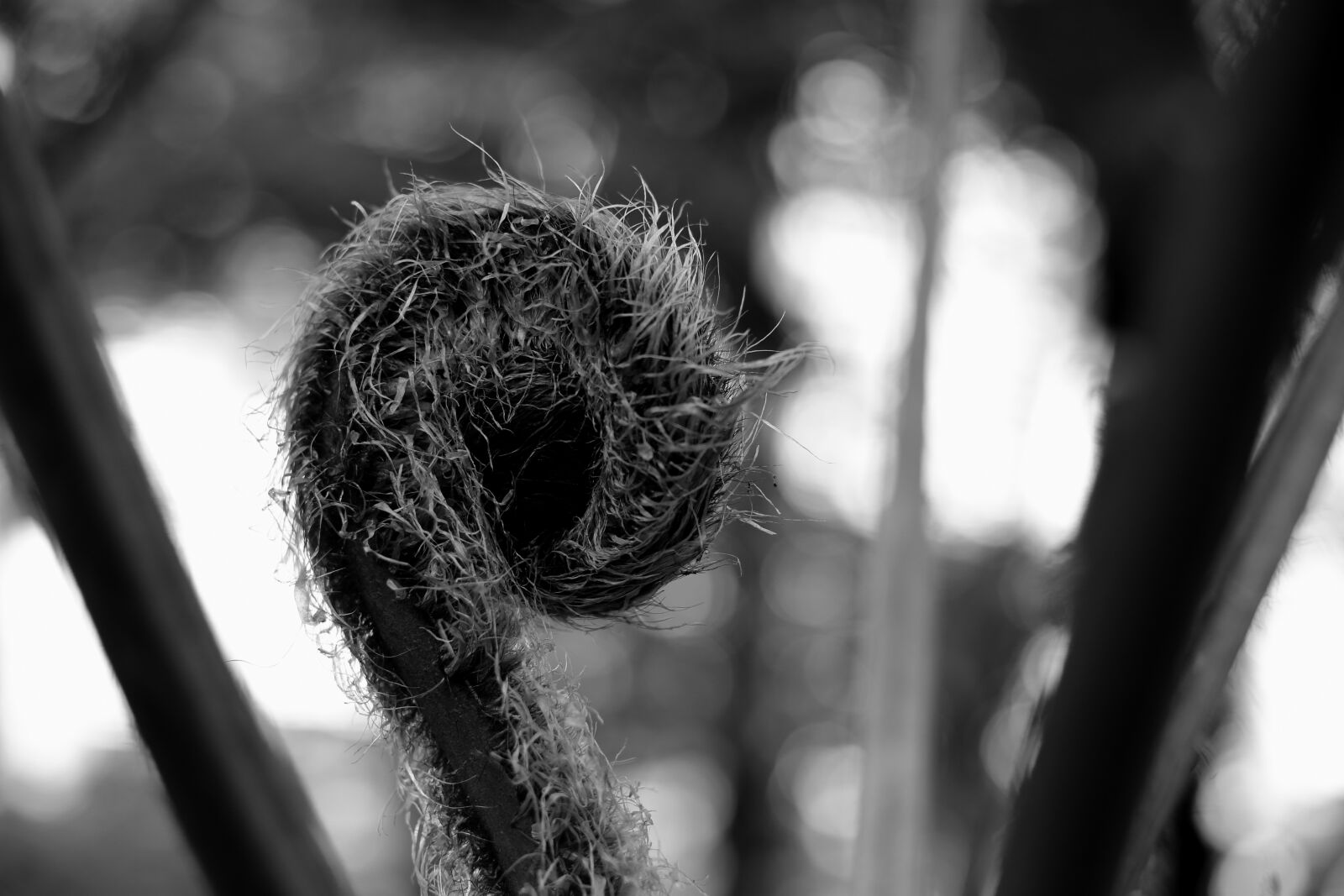 Canon EOS 6D + Canon EF 50mm F1.8 STM sample photo. Tree, nature, outdoors photography