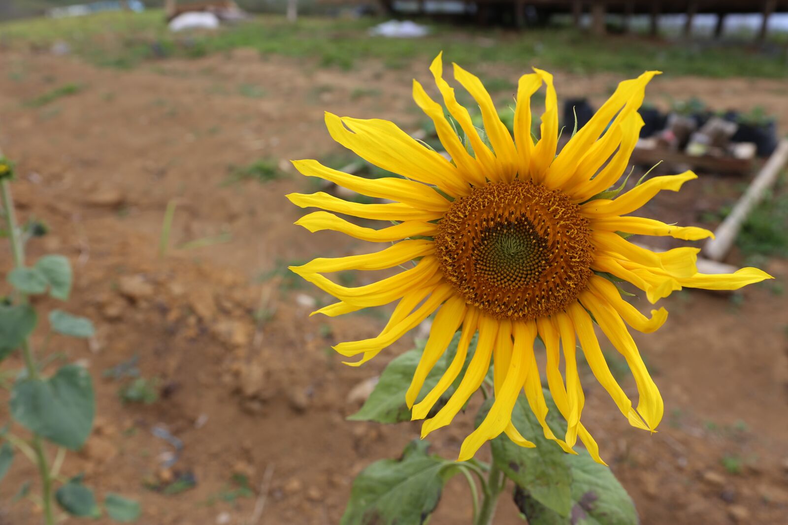 Canon EOS 6D + Canon EF 28-135mm F3.5-5.6 IS USM sample photo. Sunflower, flower, bloom photography