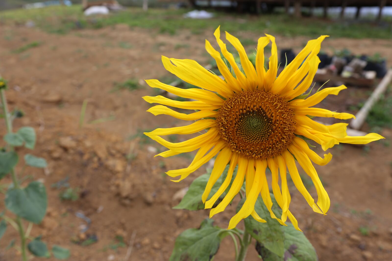 Canon EF 28-135mm F3.5-5.6 IS USM sample photo. Sunflower, flower, bloom photography