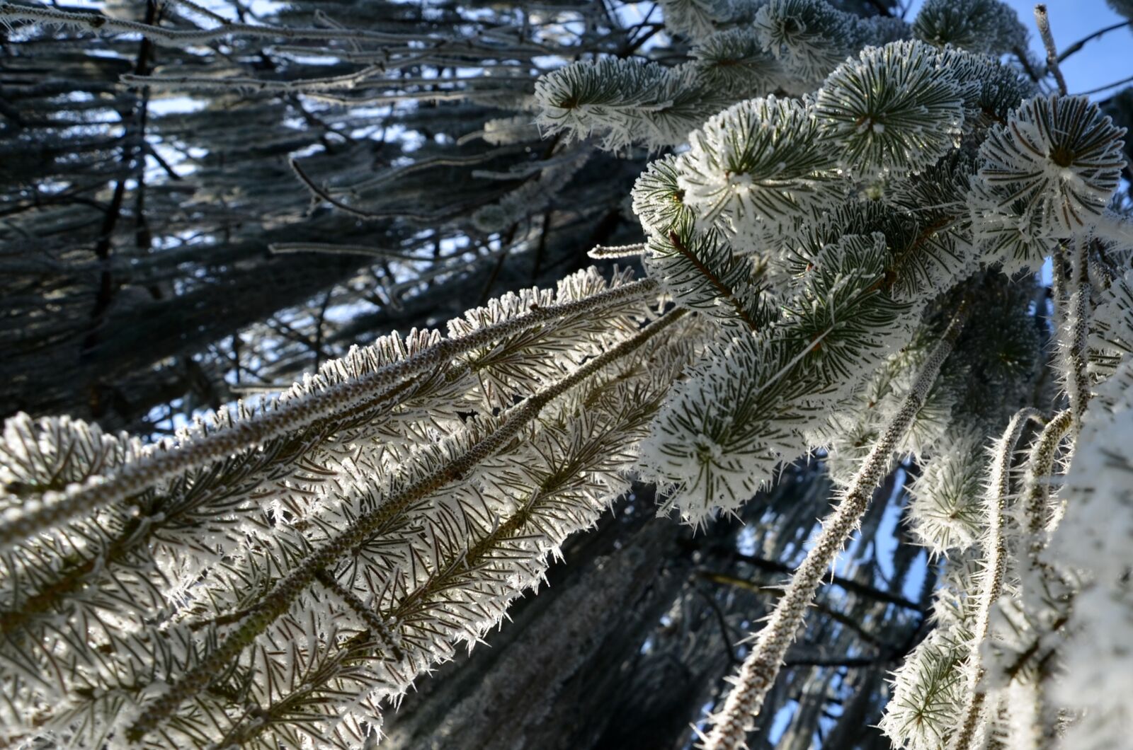 Nikon D5100 sample photo. Frost, winter, cold photography