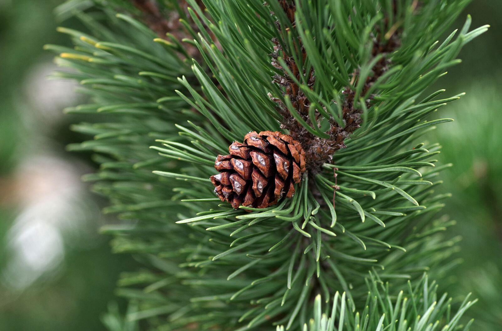 Pentax K-S2 sample photo. Pine, pine cone, essential photography