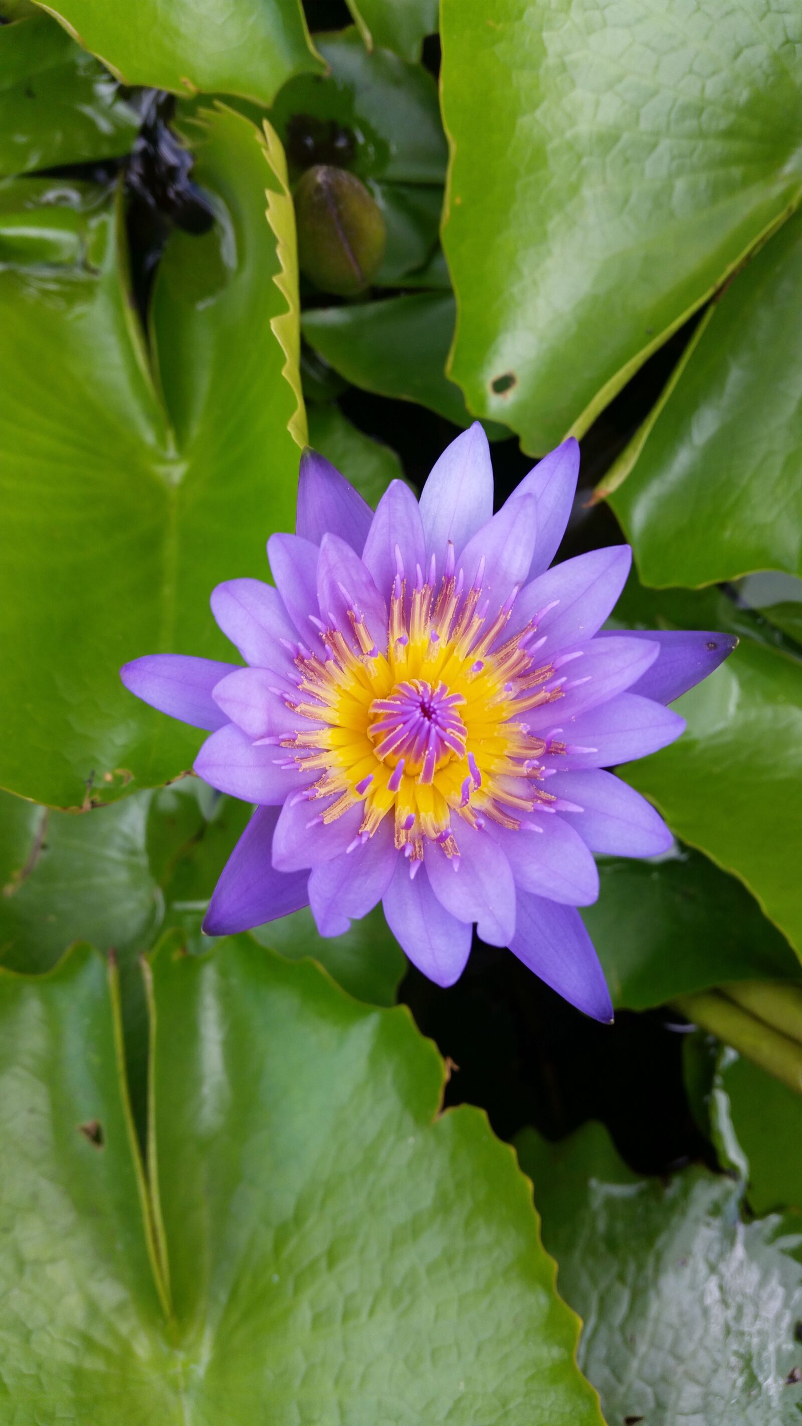 Samsung Galaxy S5 sample photo. Flower, lotus, purple lotus photography