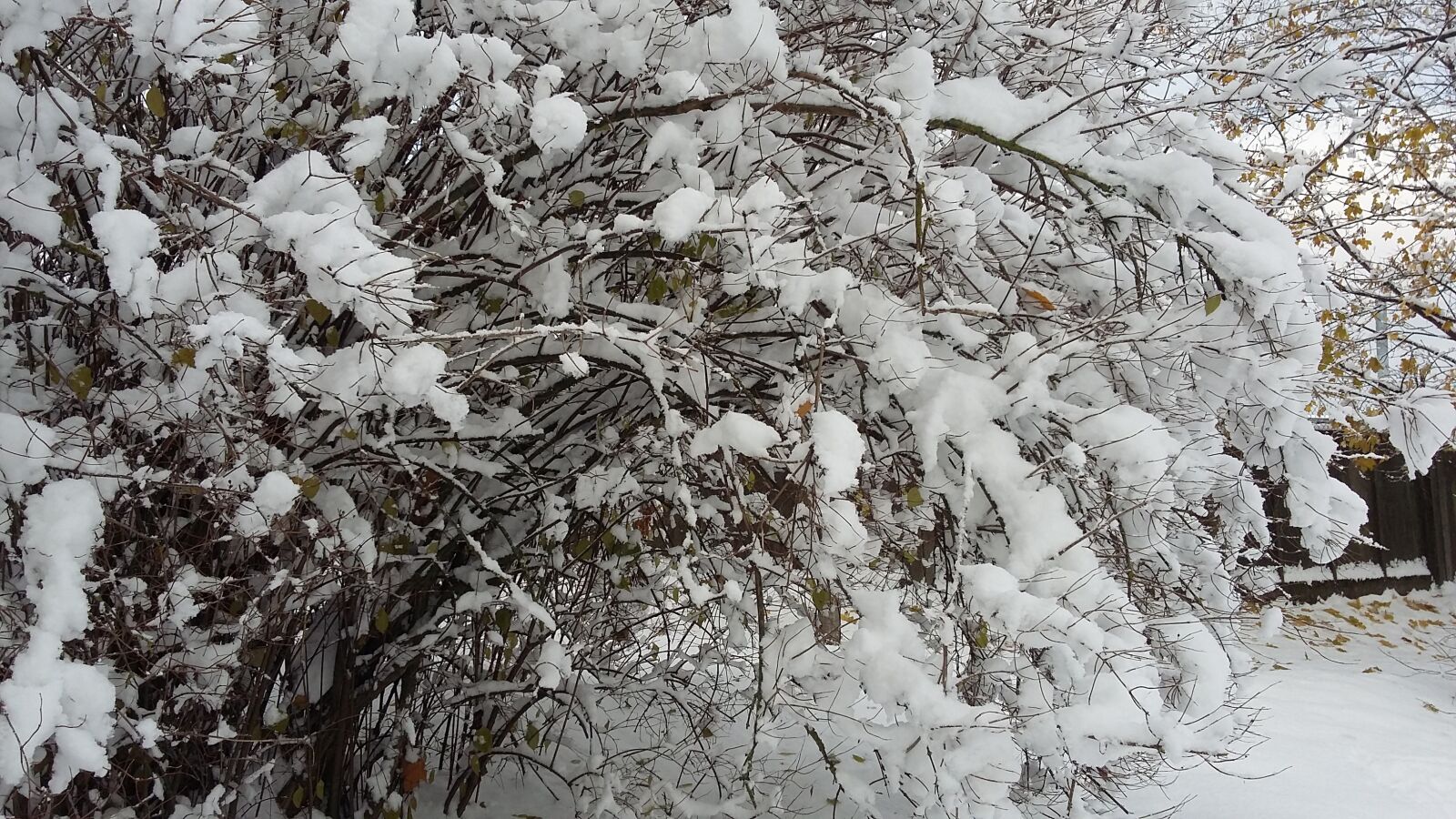Samsung Galaxy A3 sample photo. Tree, snow, winter photography