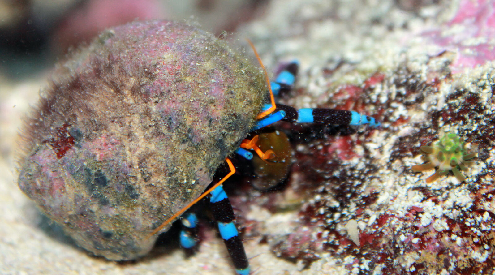 Canon EOS 1100D (EOS Rebel T3 / EOS Kiss X50) sample photo. Crab, hermit, hermit, crab photography