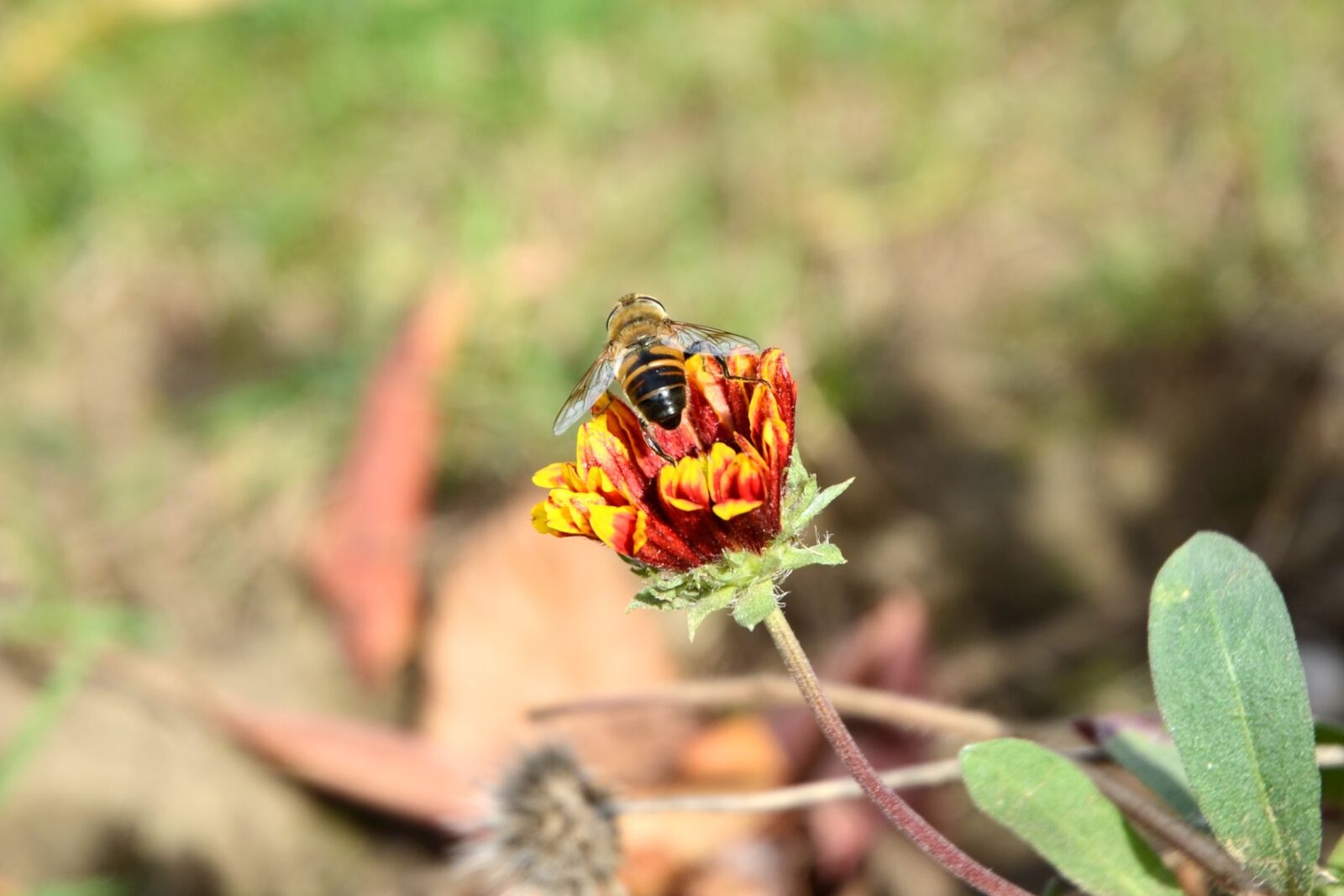 Nikon D7000 sample photo. Alaus, fly, nature photography