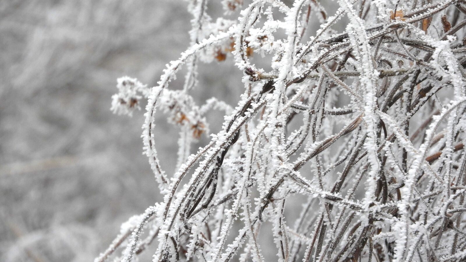 Nikon Coolpix P610 sample photo. Frost, weed, plants photography