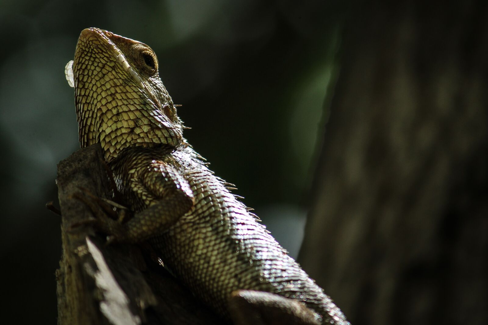 Canon EOS 1300D (EOS Rebel T6 / EOS Kiss X80) sample photo. Nature, animal, chameleon photography
