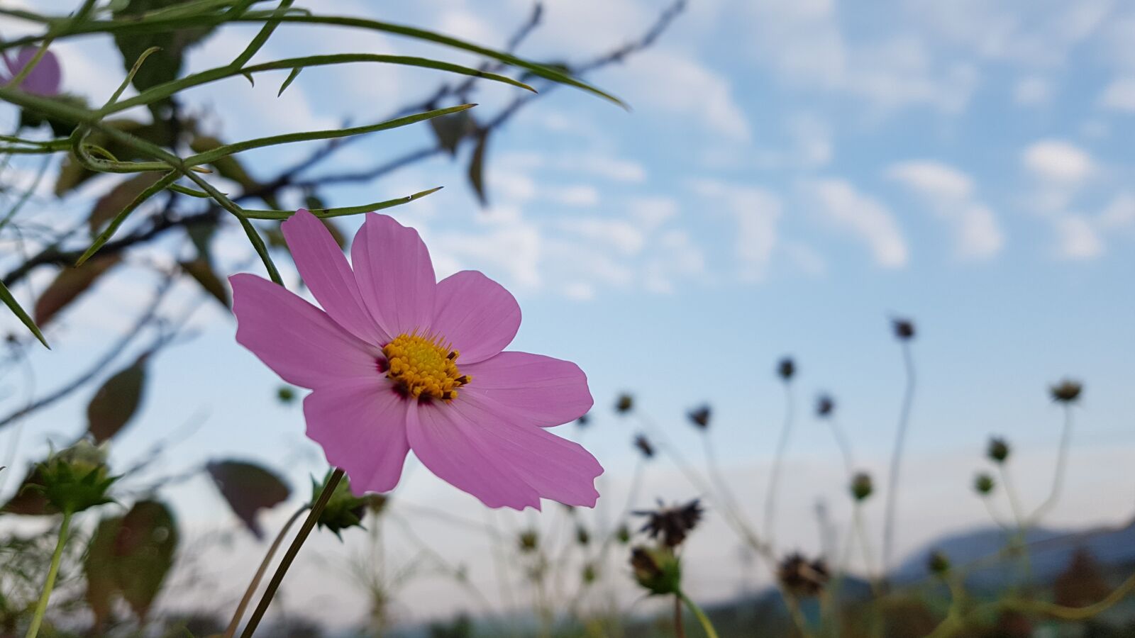 Samsung Galaxy S7 sample photo. Cosmos, natural background, dressup photography